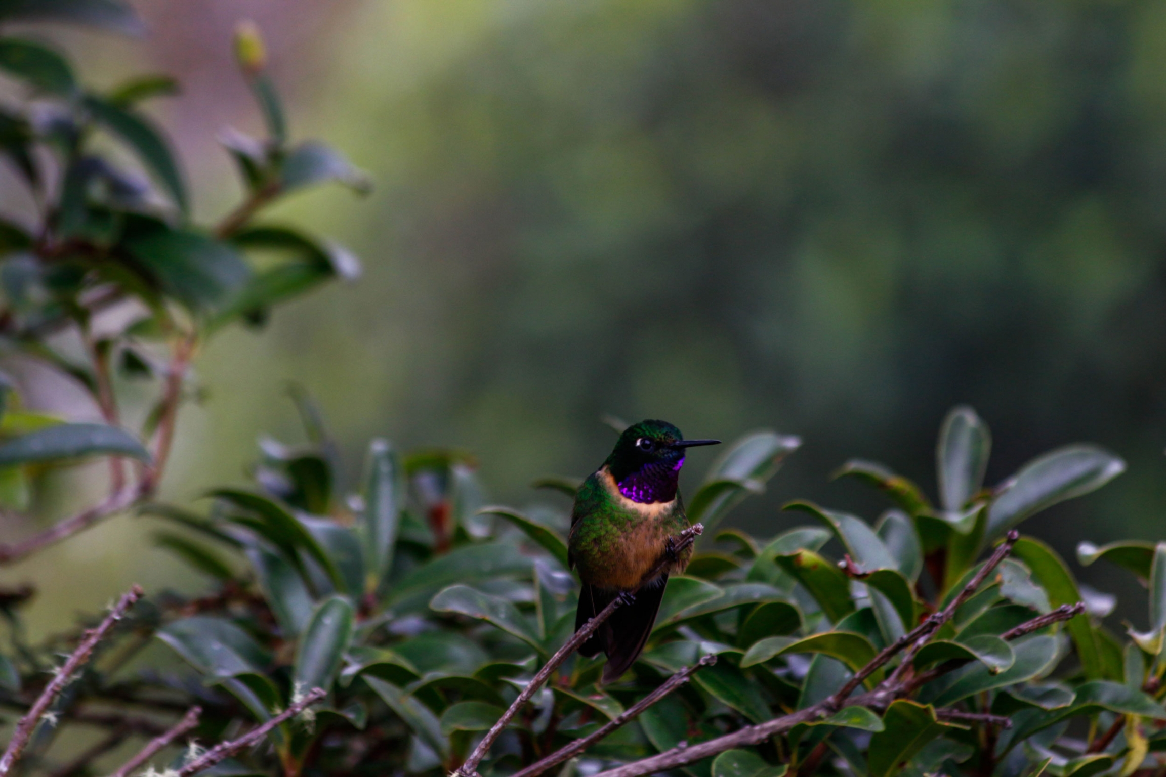 An amethyst-throated sunangel hummingbird in Peru. An amethyst-throated sunangel hummingbird is shown sitting on a branch.