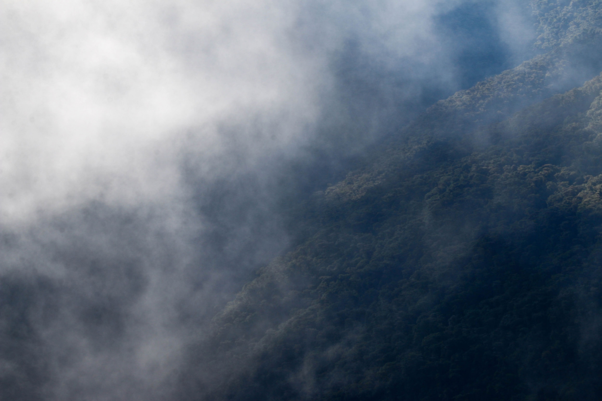 Clouds at Wayqecha. A photograph taken amongst the clouds in a cloud forest.