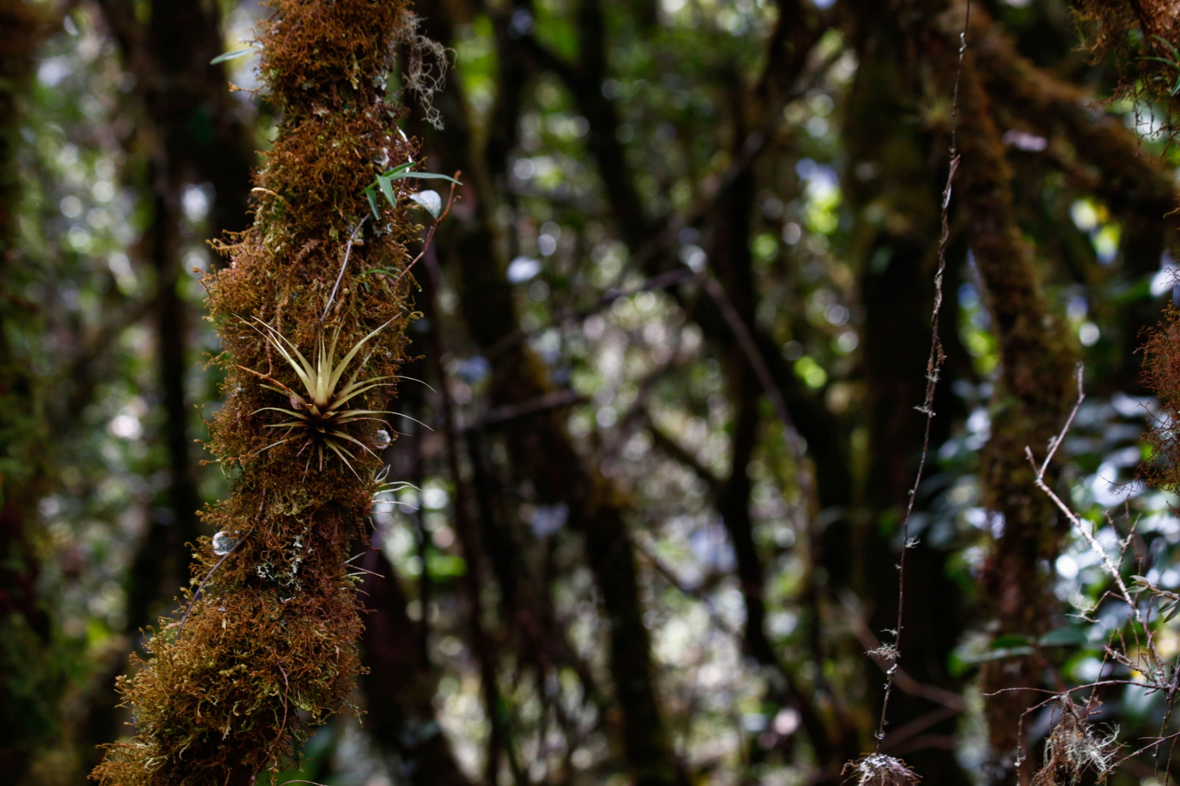 Vegetation of the Peruvian cloud forest canopy A close-up photograph of the bromeliads and mosses of the cloud forest.