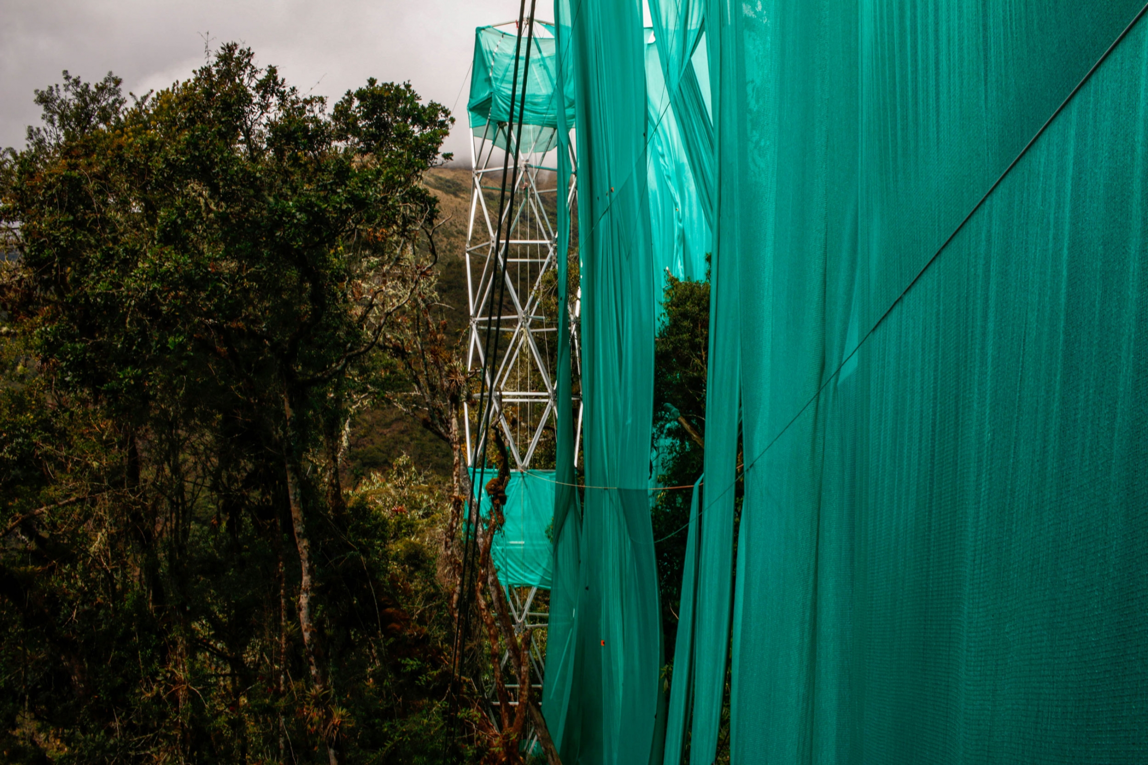 A large green curtain hangs over the canopy as part of the Cloud Curtain exclusion project. A large green curtain is shown next to scafolding among the trees.