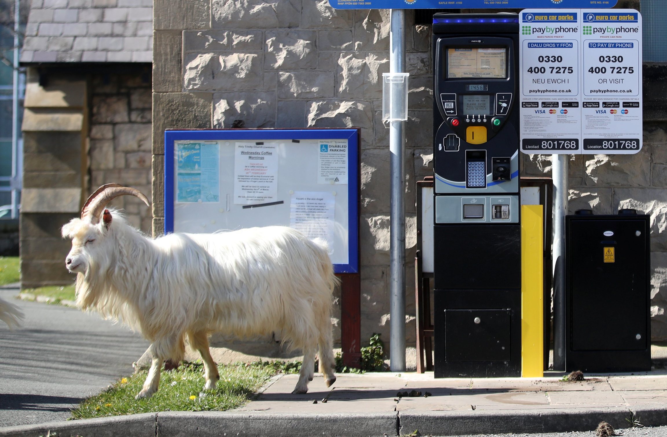 Goat in Llandudno, Wales. A white goat walks by a parking meter.