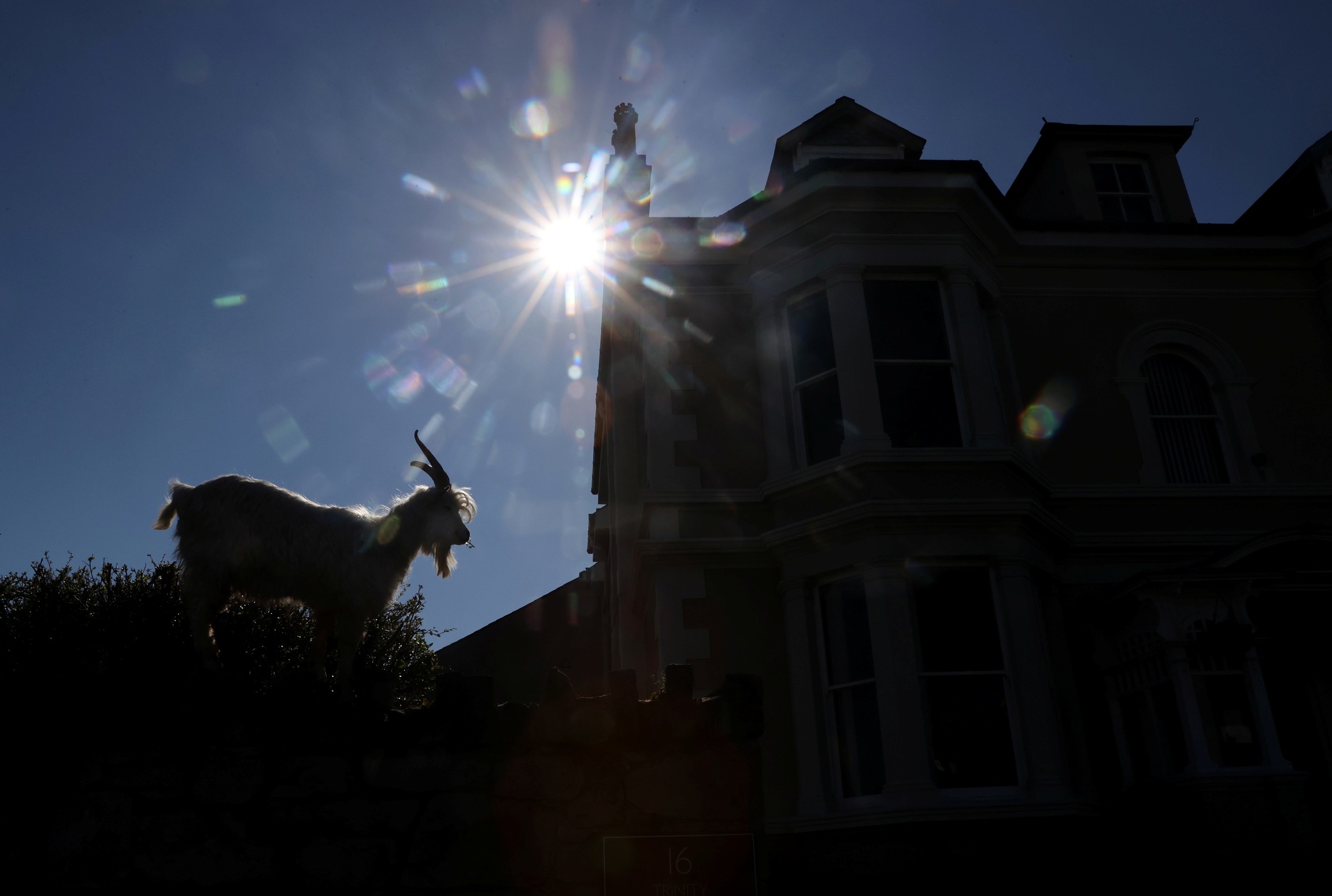 A goat in the Welsh town of Llandundo. a goat is seen near a church