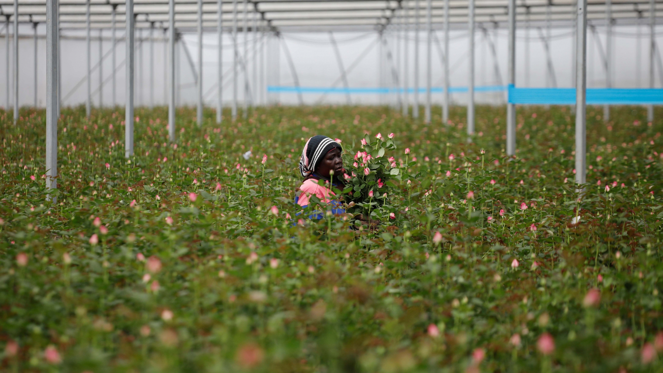 Coronavirus pandemic wilts global flower industry