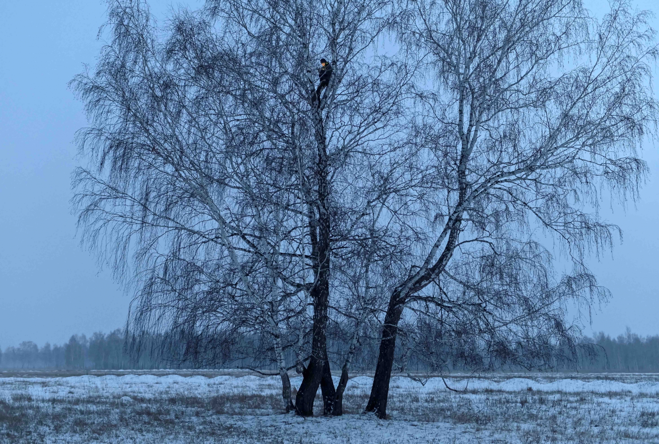 Alexei Dudoladov started to take classes online, but coverage in his family farm was patchy or non-existent. It is at the top of this tree where he finds the best internet connection. A man is photographed at the top of a tree in a field covered with snow.