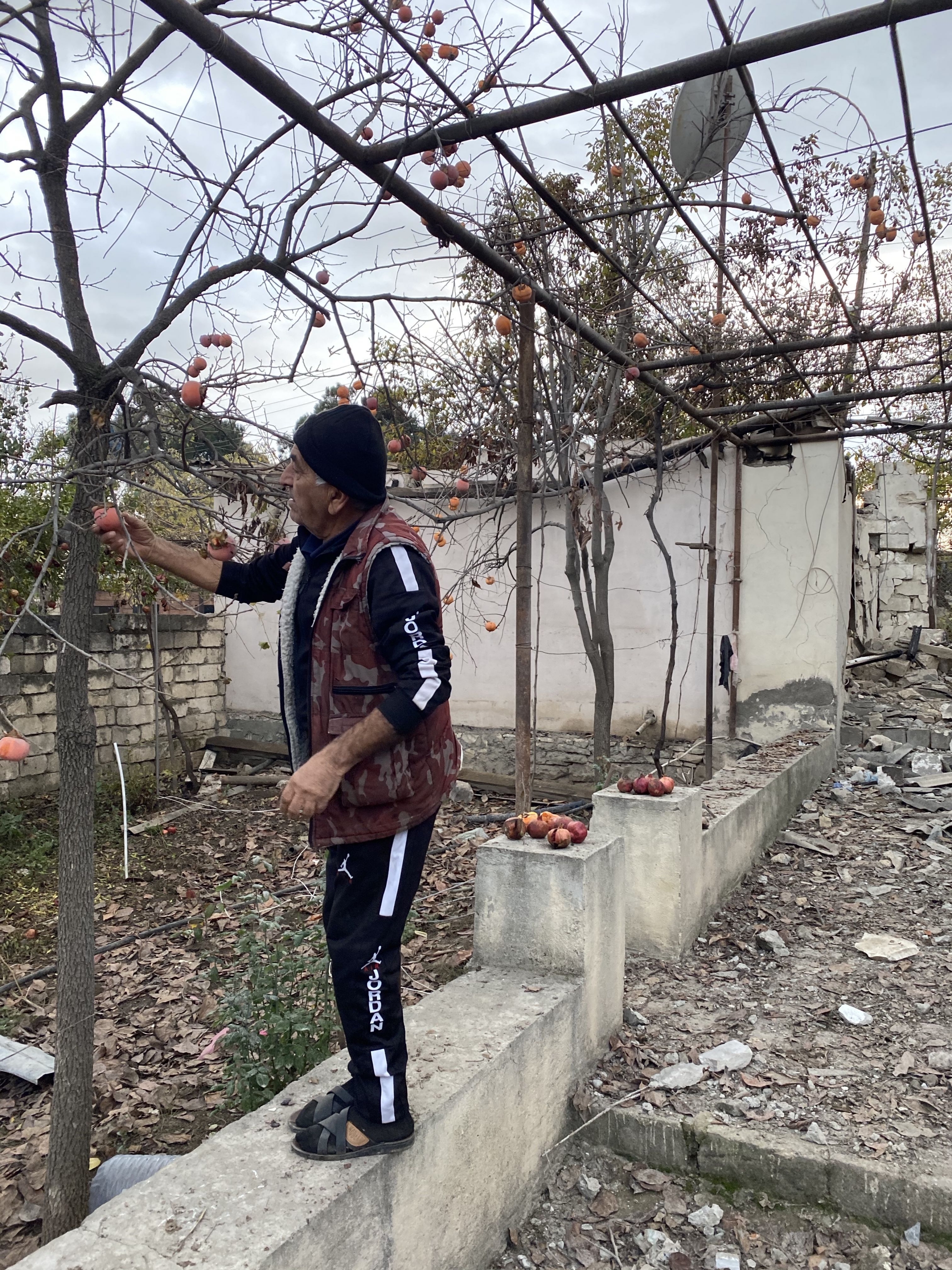Levitan Danielyan, 68, picks some persimmons from his garden in the Armenian town Martuni around the wreckage from a nearby shelling. Levitan Danielyan, 68, picks some persimmons from his garden in the Armenian town Martuni around the wreckage from a nearby shelling.