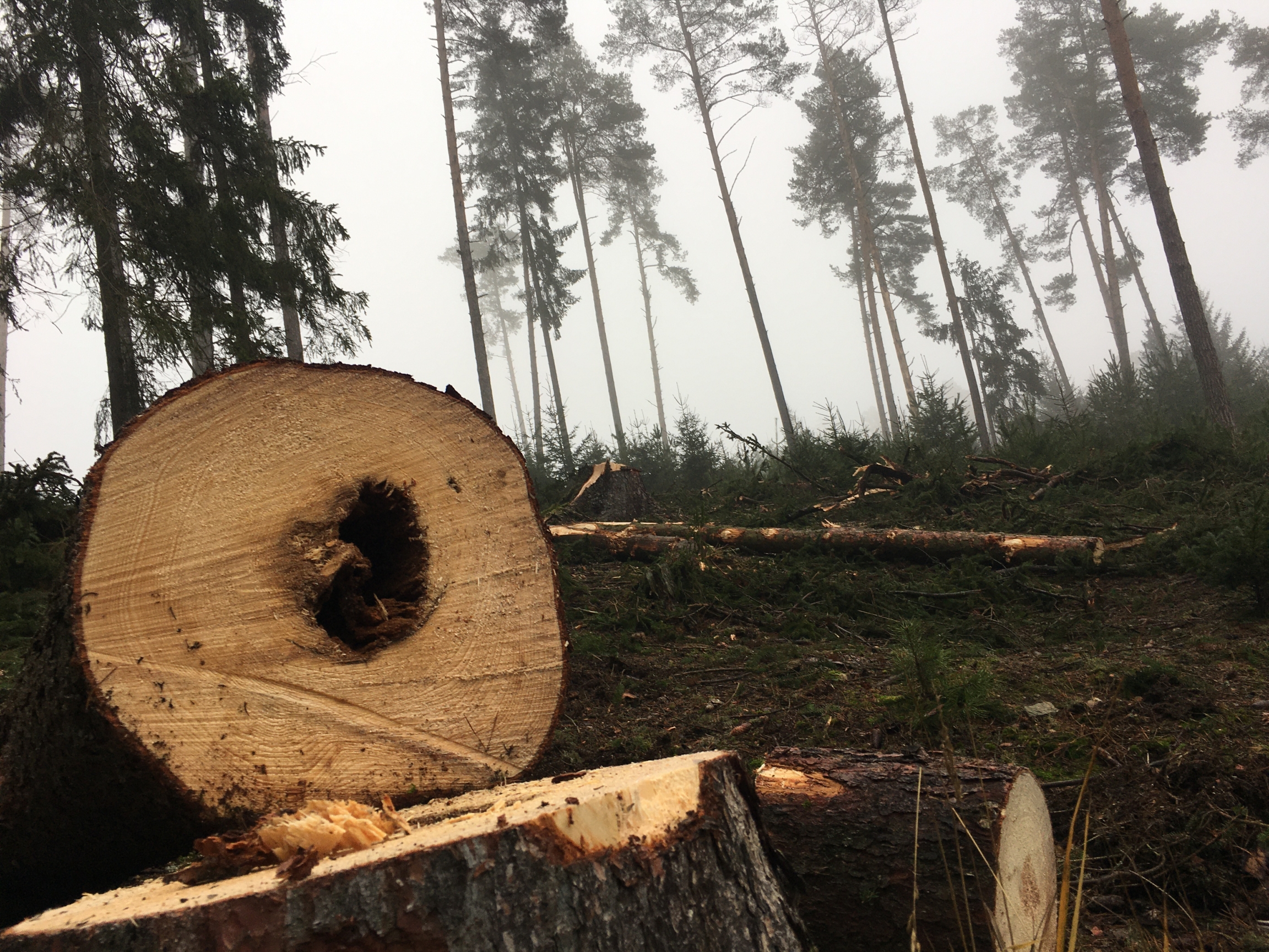 "Close-to-nature" forestry calls for selective logging of large trees that otherwise might die from lightning, bark beetles or age. "Close-to-nature" forestry calls for selective logging of large trees that otherwise might die from lightning, bark beetles or age.