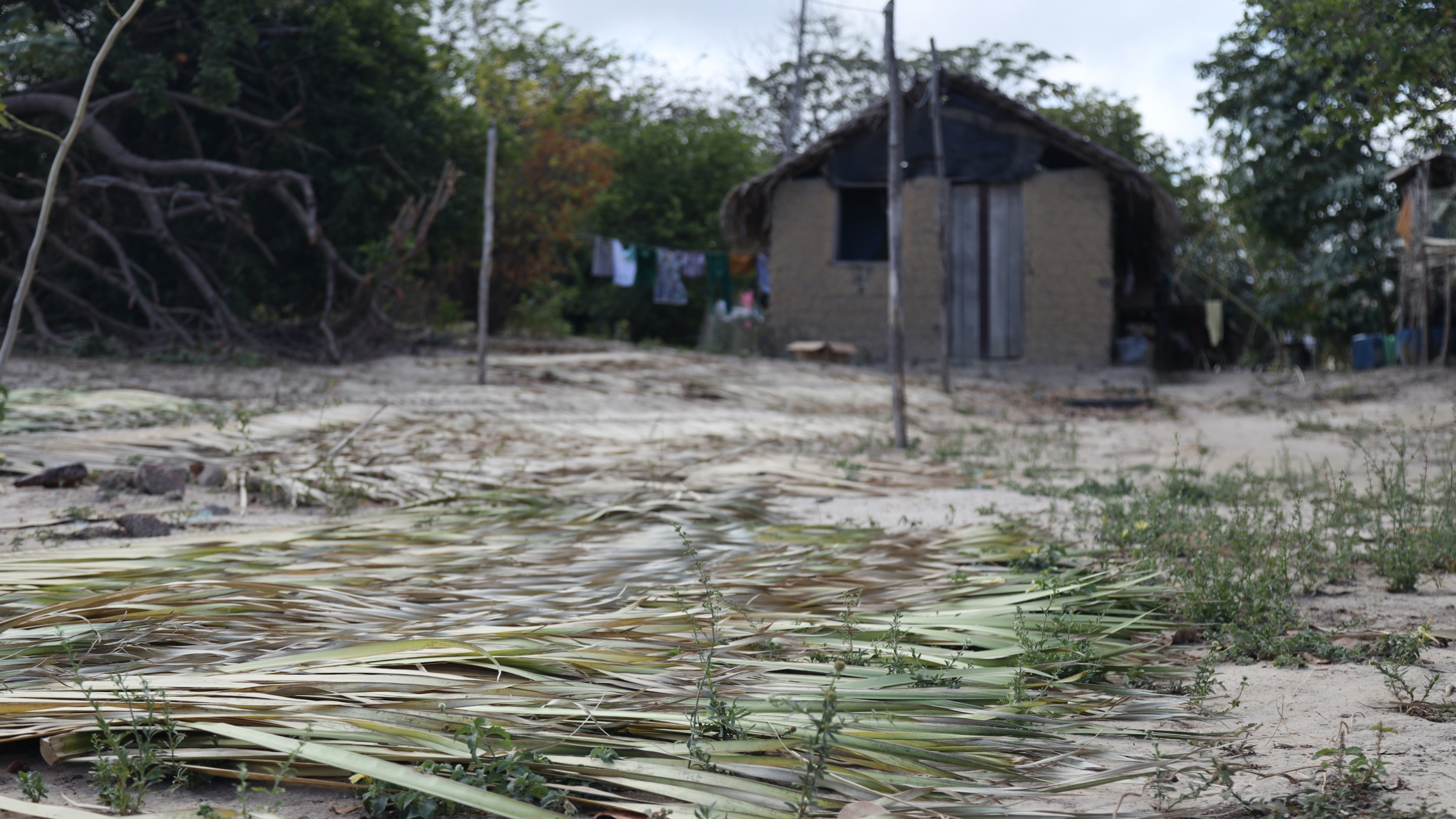 From the Mamuna quilombo’s communal yucca fields in northeastern Brazil, residents can see the top of the installations of the Alcântara Satellite Launch Center, which borders their land.