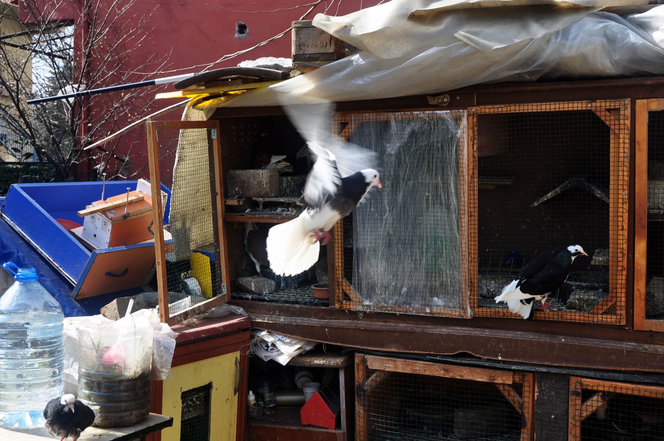 Yalcın Karcı built a coop for his pigeons on an empty lot next to his apartment, in Istanbul’s northern suburb of Tarabya. A bird flutters its wings outside a bird coop