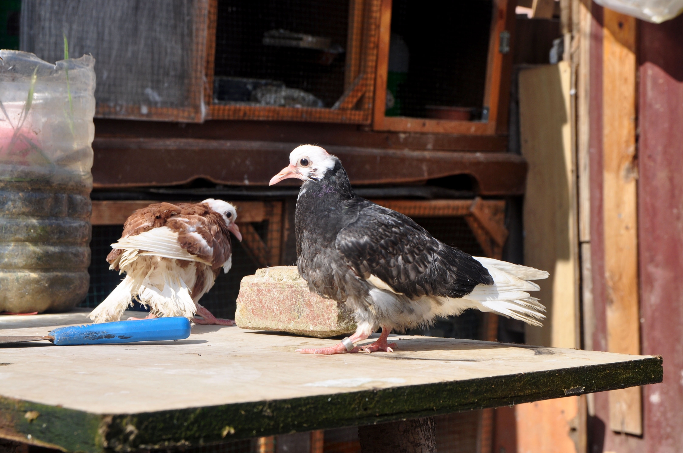 Pigeons are fast growers; these little fliers are just three weeks old. They stay close to the roost, but will soon fly with the rest of the flock. A pigeon stands on a table outside
