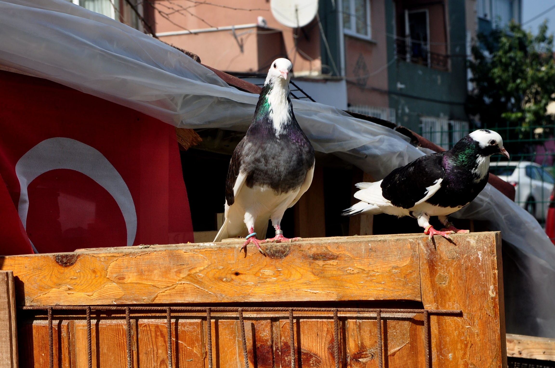After lunch, a pair of Yalcın Karcı’s pigeons sit and observe the visitors. This breed of pigeon, the Selanik Dönek Güvercin in Turkish, is marked by a jet black torso, white tail feathers, and hues of metallic green and purple. After lunch, a pair of Yalcın Karcı’s pigeons sit and observe the visitors.