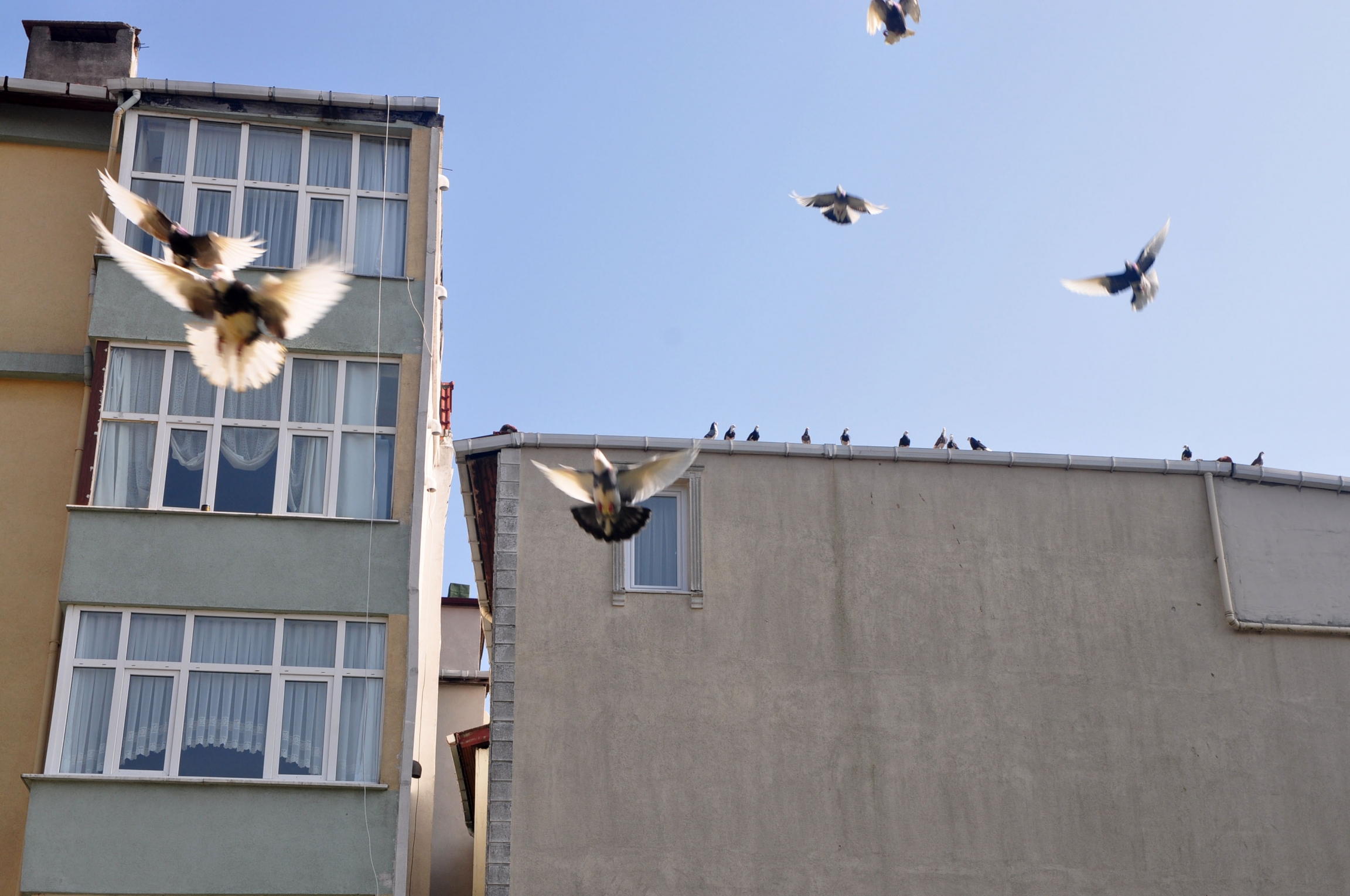 After being startled by an interloping photographer, Karcı’s pigeons return from the neighboring rooftops with promises of treats. Birds fly overhead in a blue sky near an apartment building.