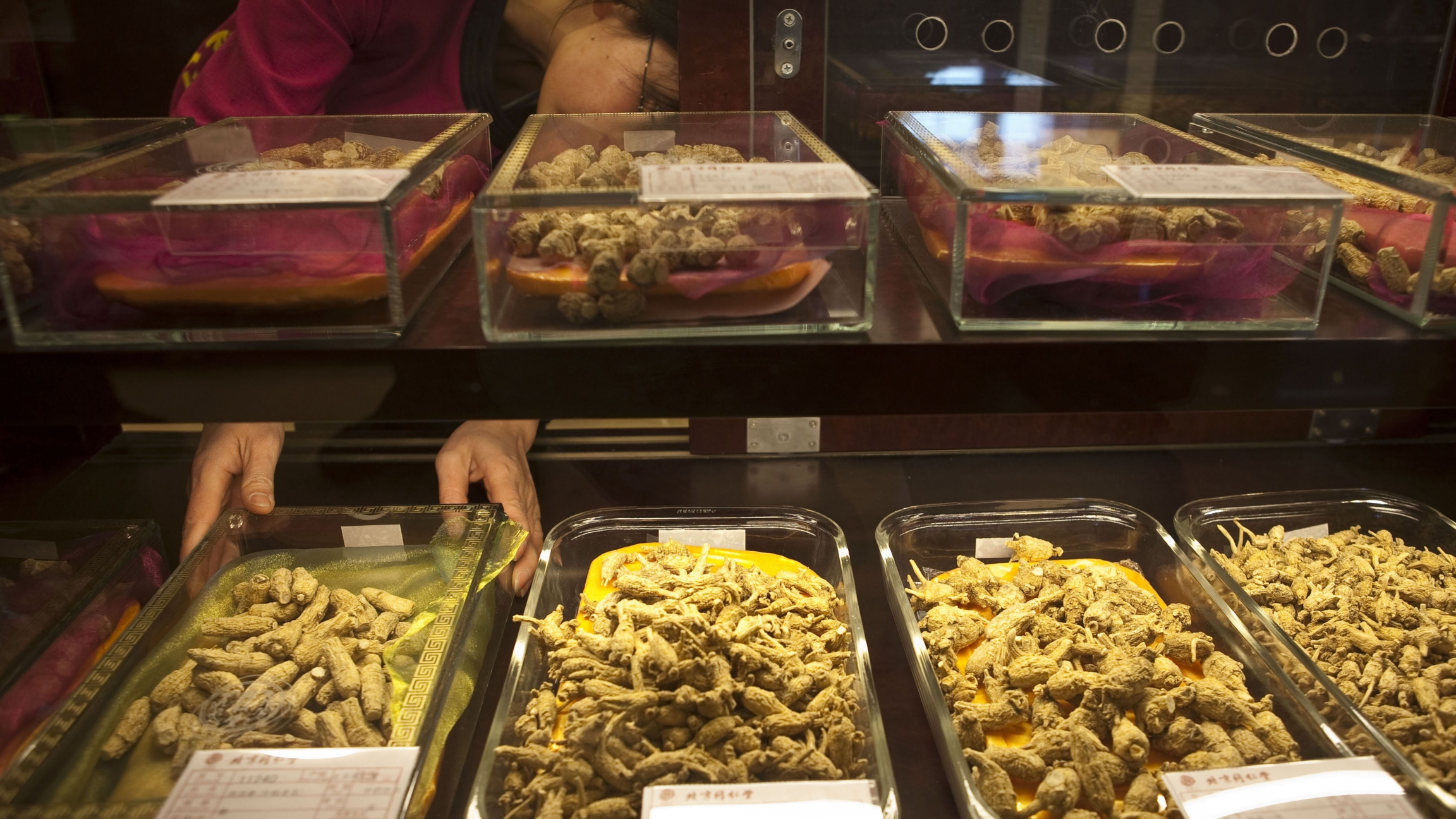 A worker arranges yellow ginseng displays behind glass cases 