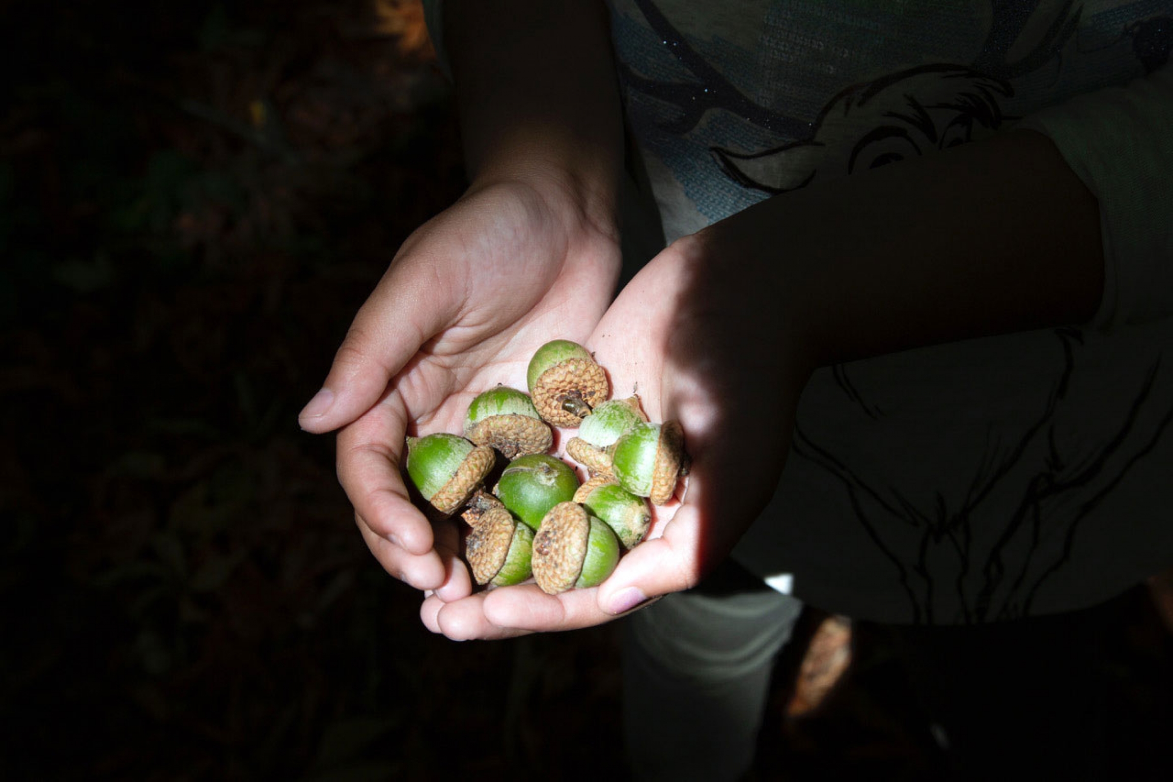 Photograph by Frosso, an ICU nurse at The Royal Free Hospital, during a photography and ecology walk on Hampstead Heath, London, England, led by Liz Hingley, 2020. Two hands are shown holding several acorns with dark filling the rest of the photograph.