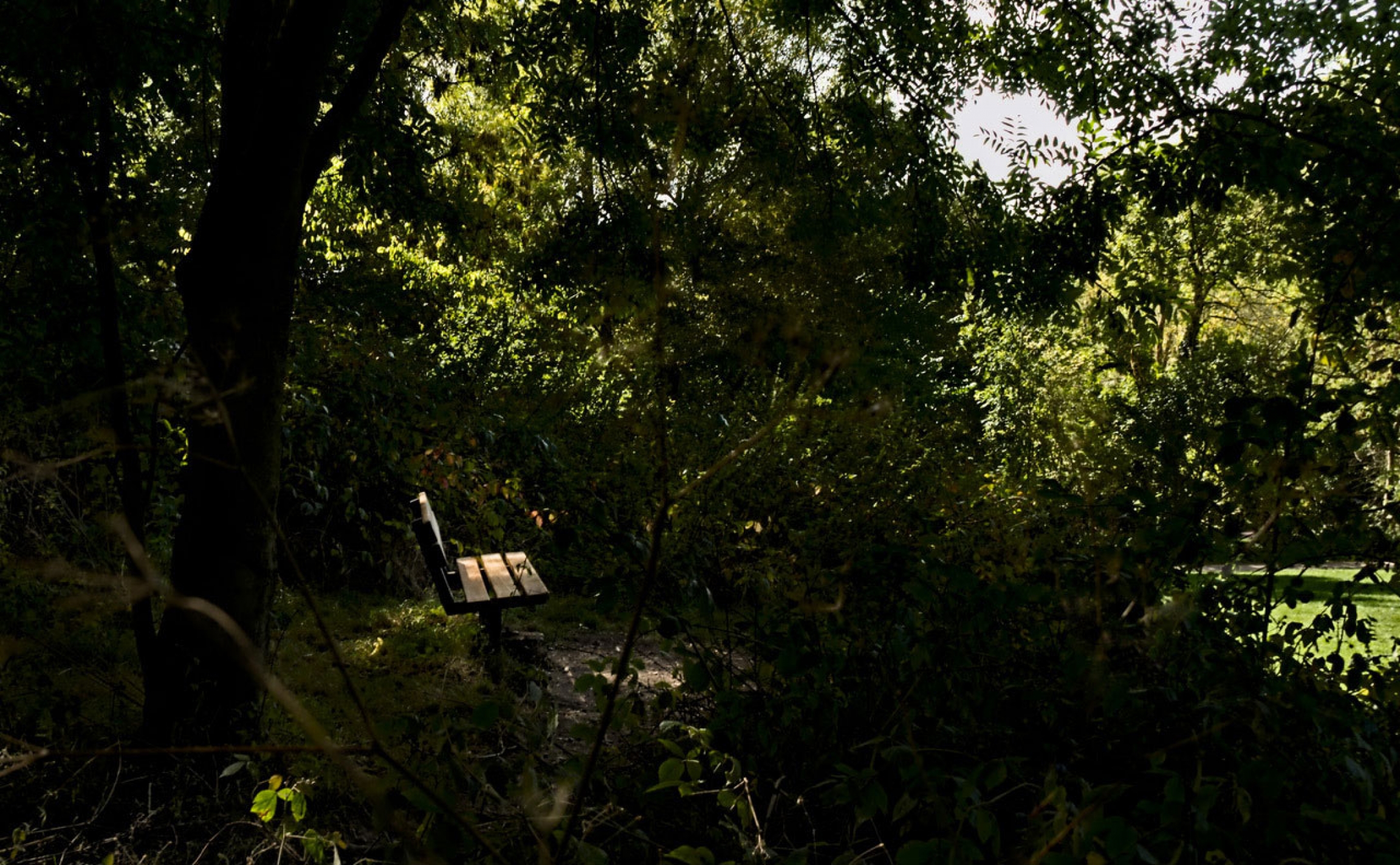 “I don’t find it that easy to open up about work. As a Clinical Director there were few people that really understood the weight and responsibility that comes with overseeing and managing a critical care budget, especially in a health crisis,” said one o A single wooden bench is shown surrounded by trees and looking out to where bright light is showning.