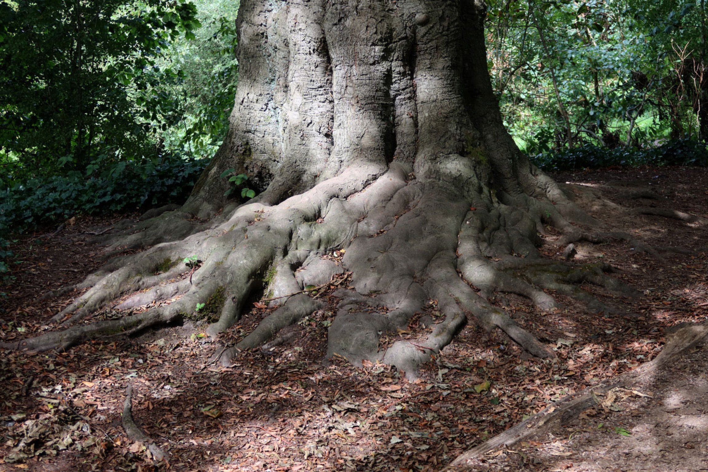 Seeing nature with a very good camera and a sensitive guide offered a release and perspective,” said Nick, Intensive Care Unit clinical director at Whittington Hospital, London, England. The large trunk of a tree is shown with several of the roots reaching down into the ground.