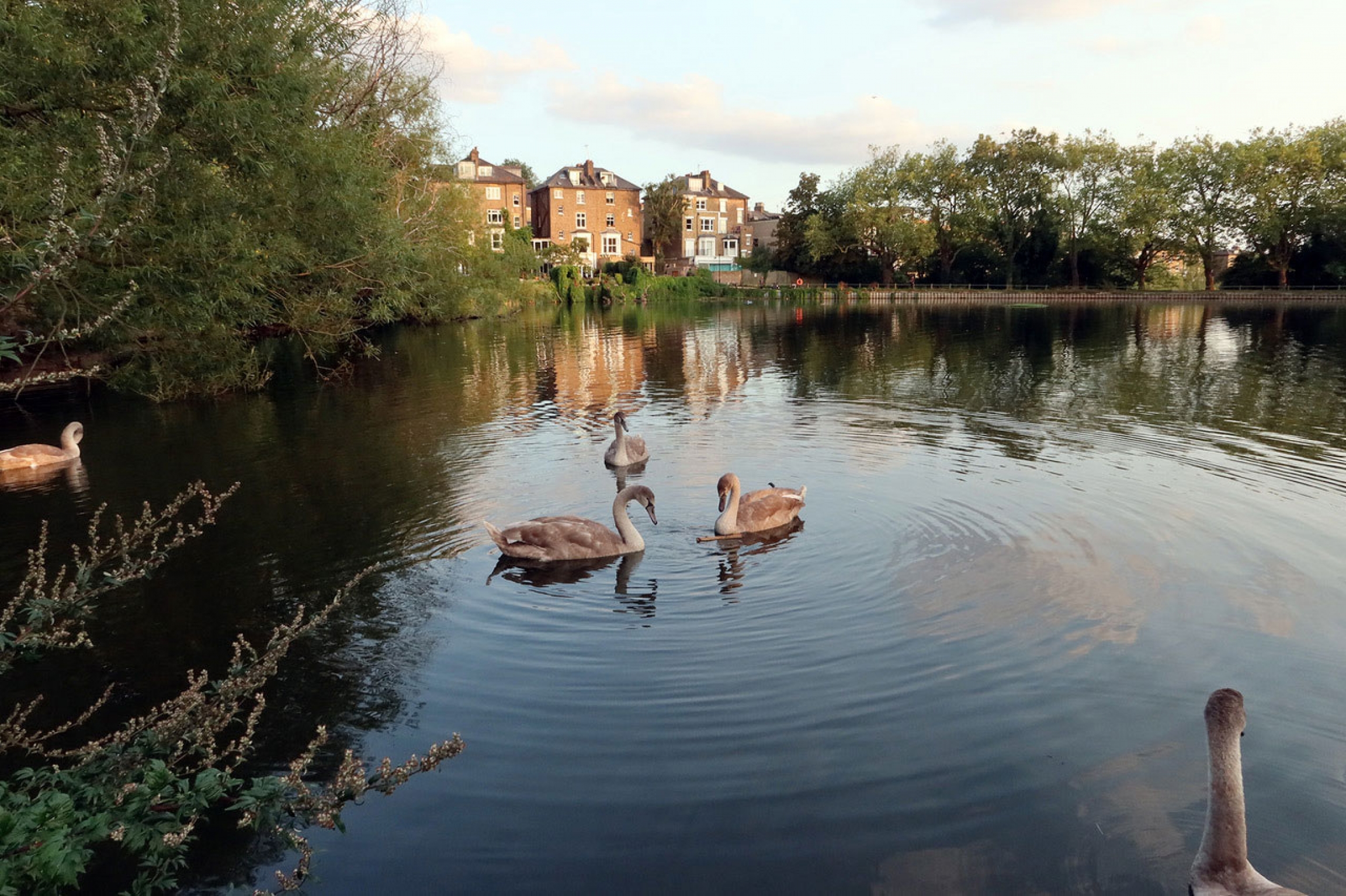 “Finally I have the chance to breathe. I will try to continue this freeing exercise of deep looking,” said Dr. Tor Swale of the Royal Free Hospital, London, England. Several swans are shown in a small body of water with trees all around and three brick houses in the distance.
