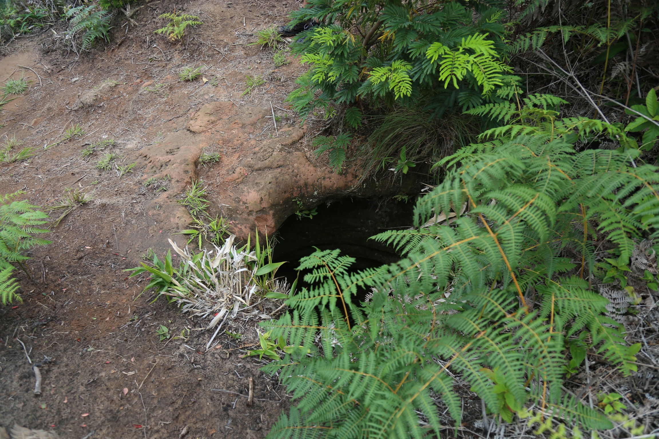 For many years, locals in southern Brazil said these tunnels were dug by the Xokleng Indigenous peoples in order to hide out when under attack by colonizing Europeans. For many years, locals in southern Brazil said these tunnels were dug by the Xokleng Indigenous peoples in order to hide out when under attack by colonizing Europeans.
