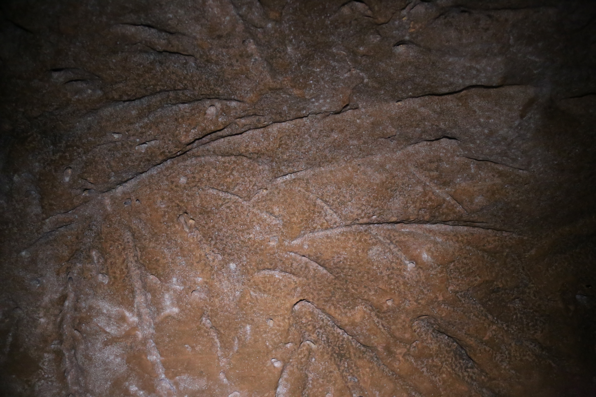 The defining feature of many paleoburrows found in southern Brazil: claw marks made by the giant ground sloth. The defining feature of many paleoburrows found in southern Brazil: claw marks made by the giant ground sloth.