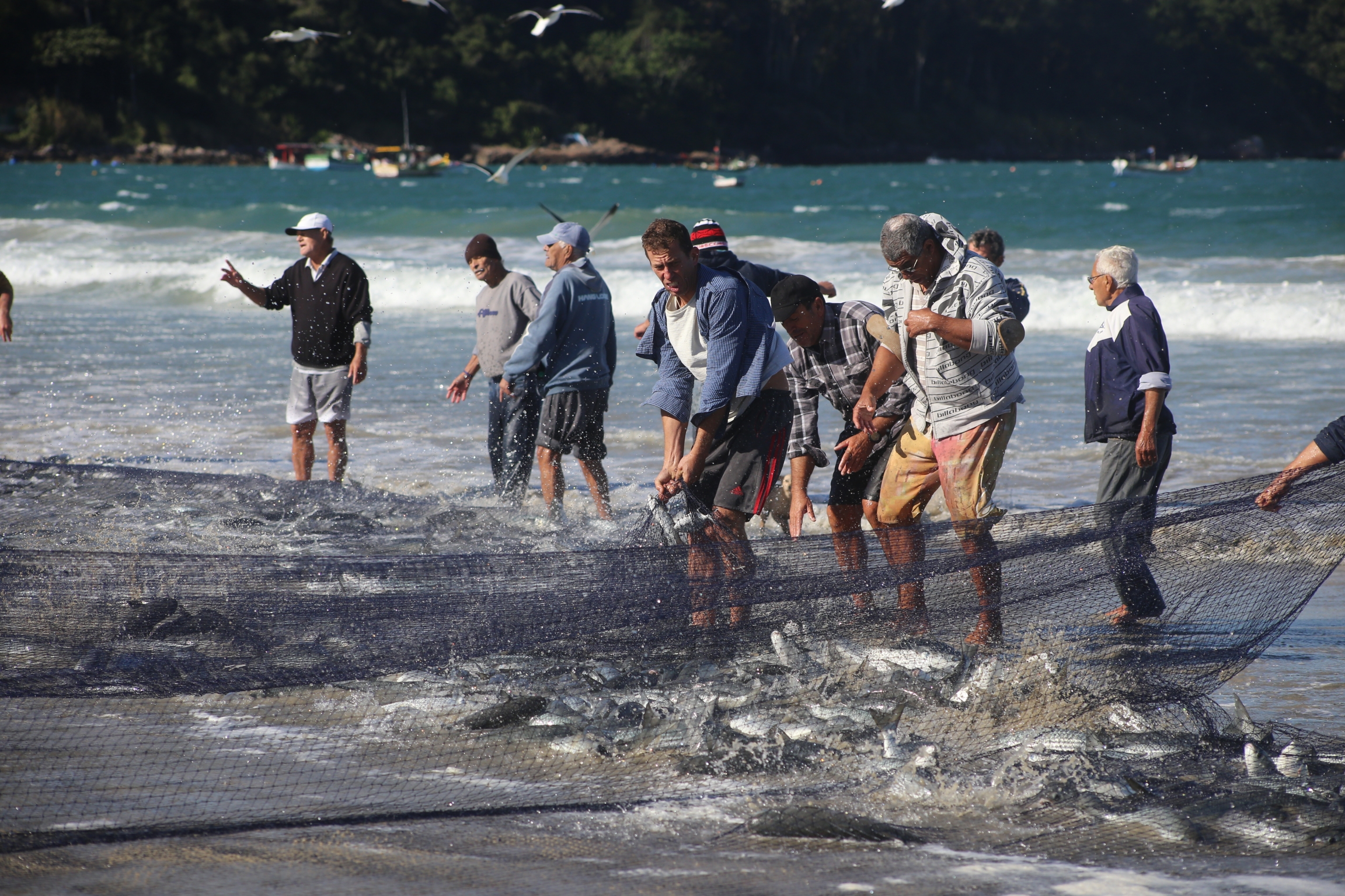 Fisherfolk pull in the net from the sea in Pantano do Sul, Brazil. Fisherfolk pull in the net from the sea in Pantano do Sul, Brazil.