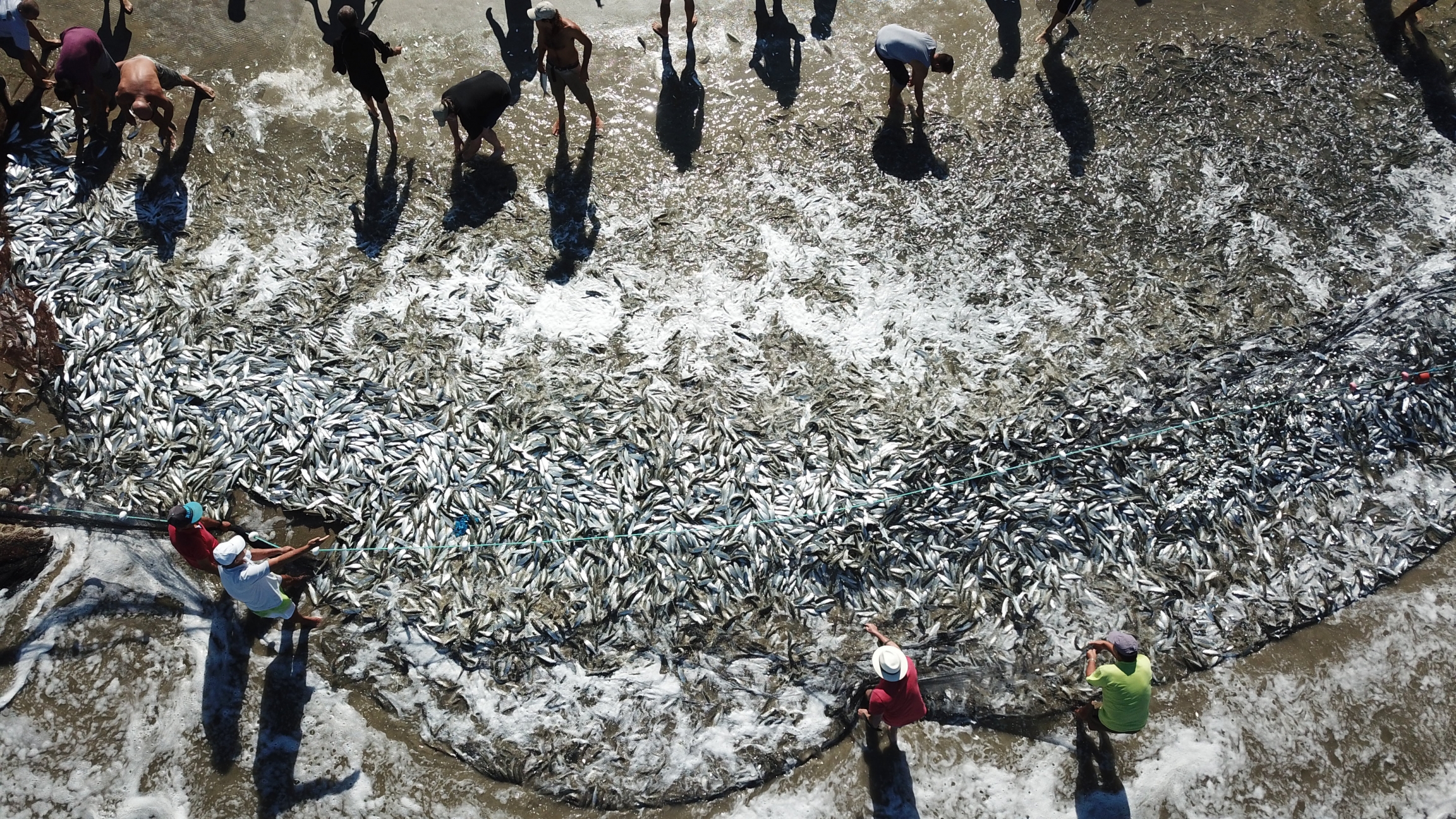 A drone shot of hundreds of tainha at the sea. A drone shot of hundreds of tainha at the sea.