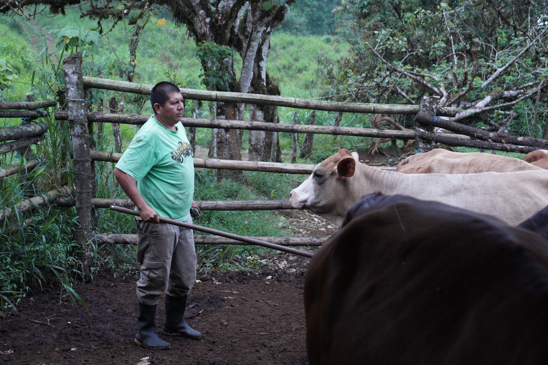 Javier Cando gets ready to milk his cows early in the morning on May 6, 2021. Due to the pandemic, Cando has had to switch from working as a guide on the Galápagos Islands to milking cows on his family's farm. Javier Cando gets ready to milk his cows early in the morning on May 6, 2021. Due to the pandemic, Cando has had to switch from working as a guide on the Galápagos Islands to milking cows on his family's farm.