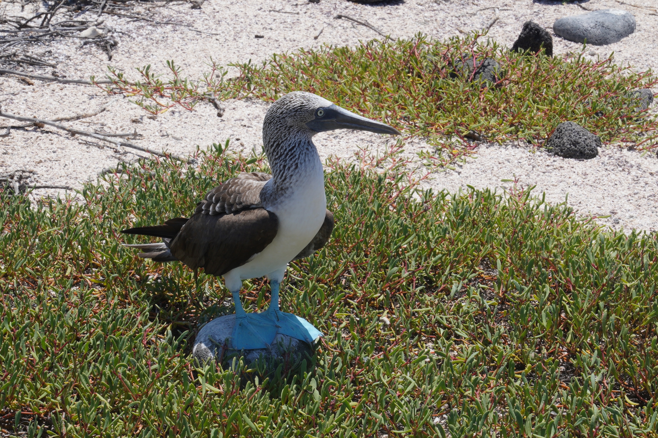 The blue-footed booby is a tourists' favorite on the Galápagos Islands. The blue-footed booby is a tourists' favorite on the Galápagos Islands.
