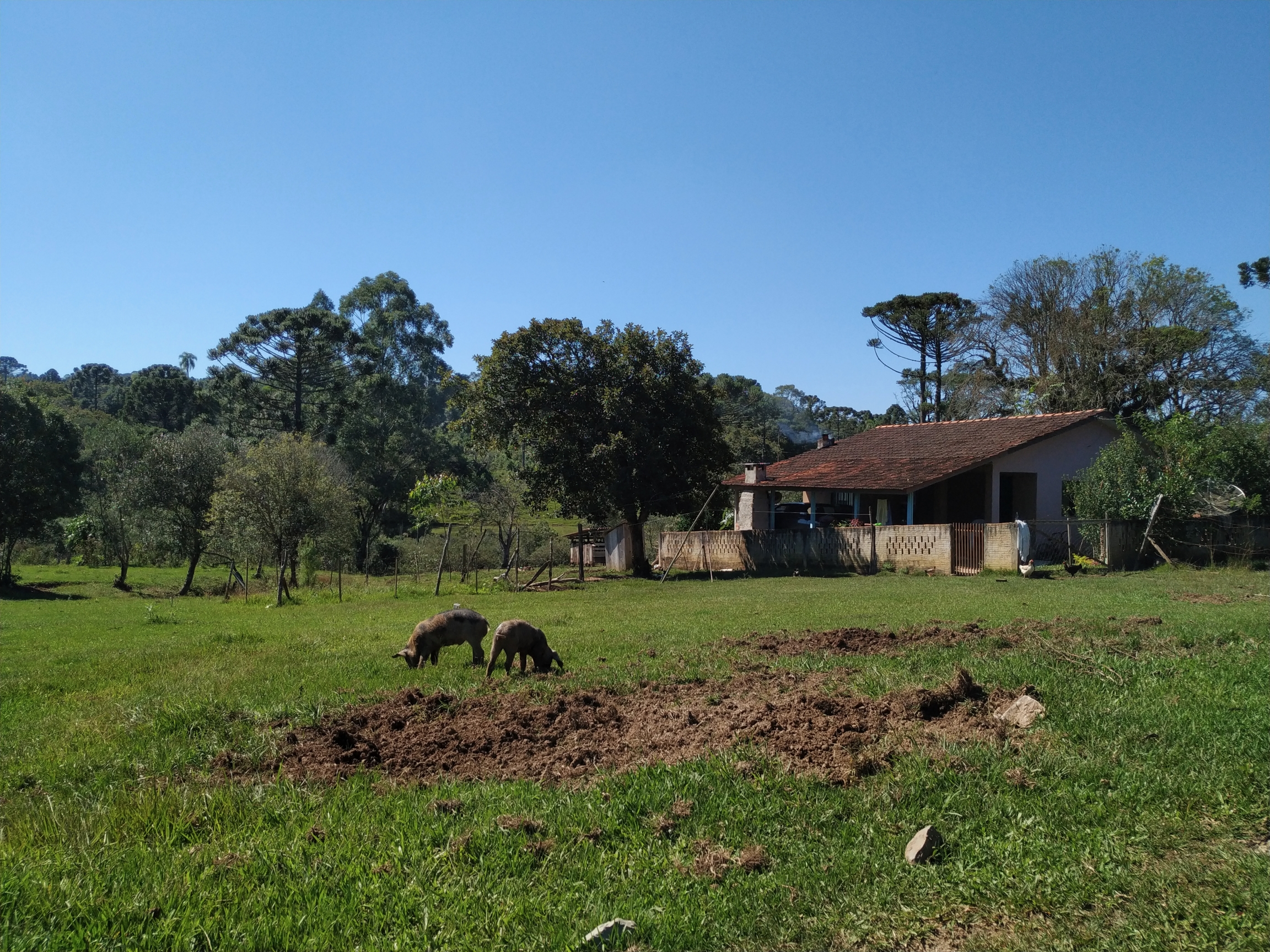 In this traditional faxinal community, Marcondes, in the countryside of the Brazilian state of Paraná, residents let their farm animals roam free on their communal lands. In this traditional faxinal community, Marcondes, in the countryside of the Brazilian state of Paraná, residents let their farm animals roam free on their communal lands.