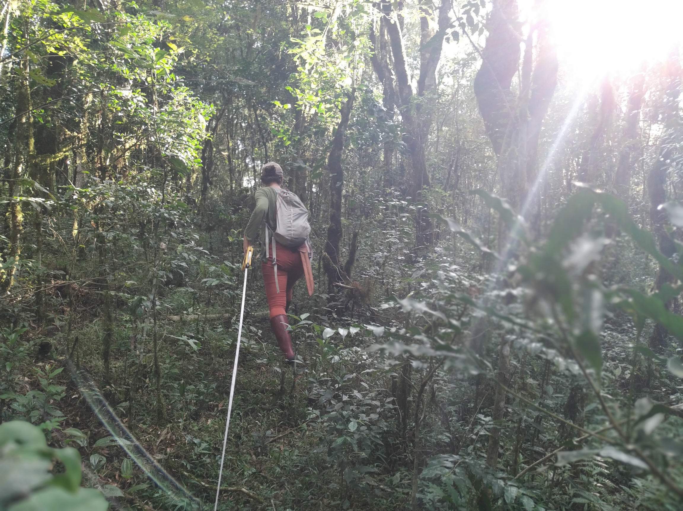 Brazilian researcher Flavia Oliveira in the forest Brazilian researcher Flavia Oliveira in the forest