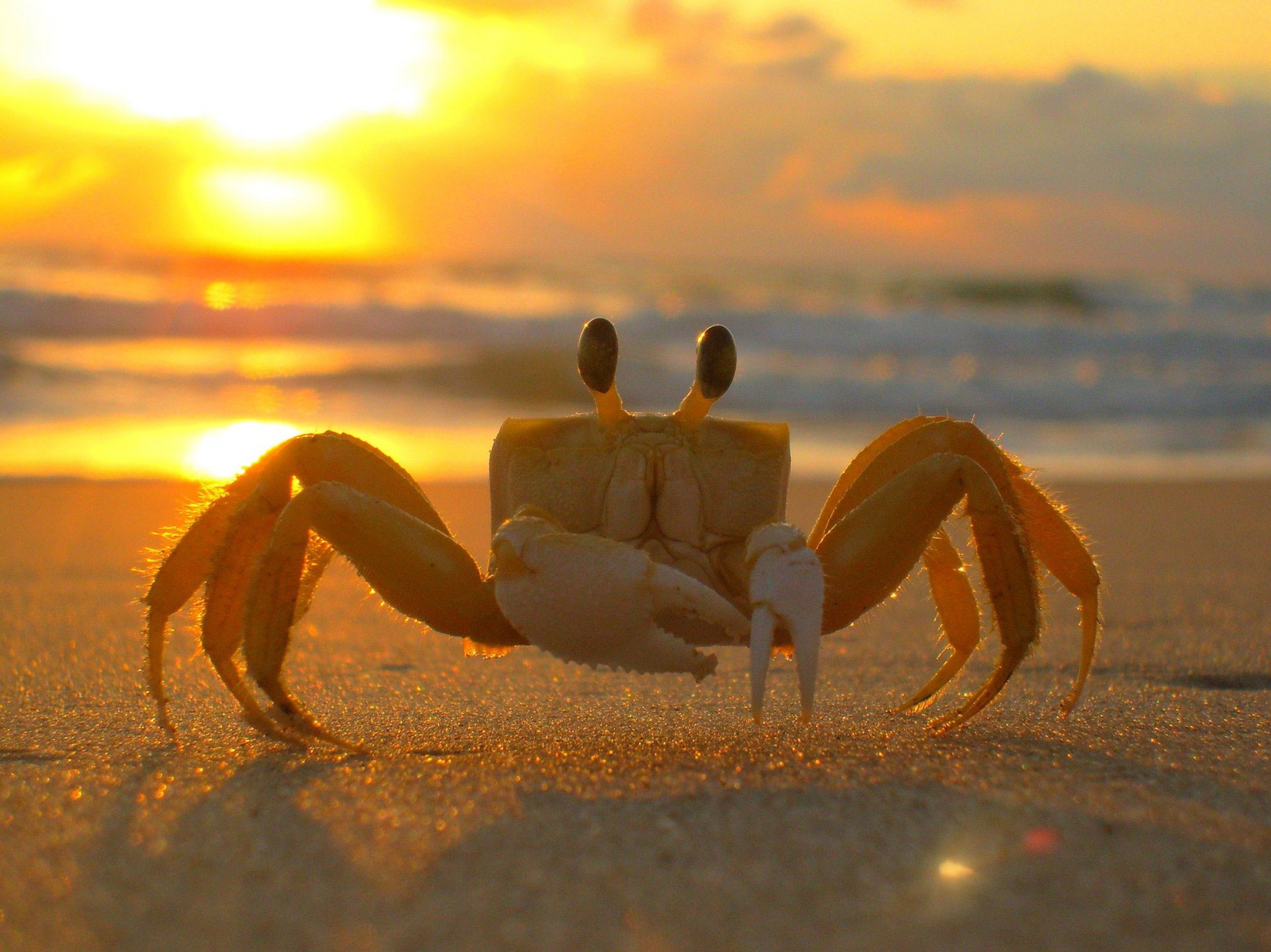 A crab during sunset. A crab during sunset.