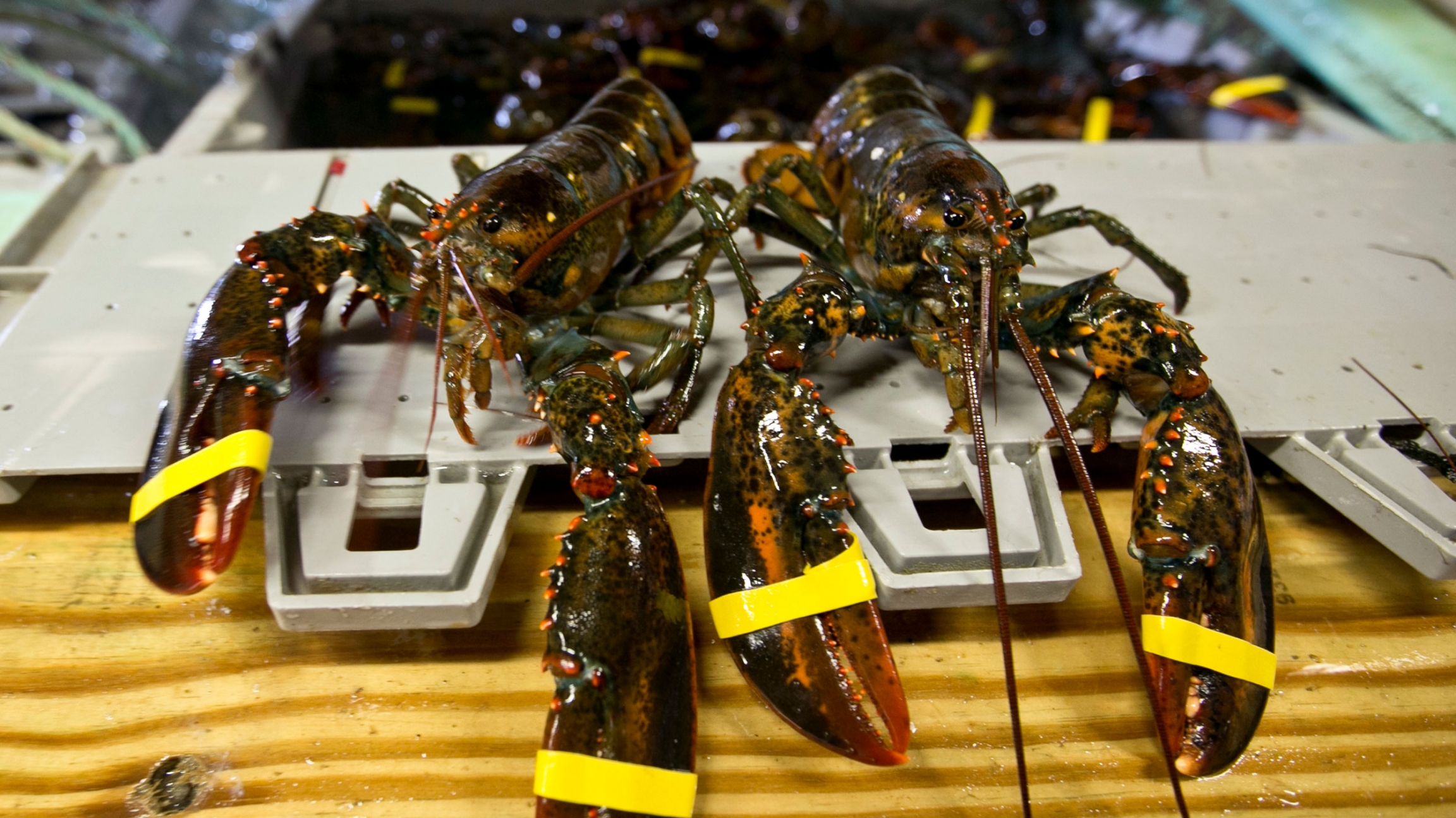 In this June 12, 2015 file photo, a hardshell lobster, left, and soft-shelled "shedder" look nearly identical prior to being boiled at the Clam Shack in Kennebunkport, Maine. In this June 12, 2015 file photo, a hardshell lobster, left, and soft-shelled "shedder" look nearly identical prior to being boiled at the Clam Shack in Kennebunkport, Maine.