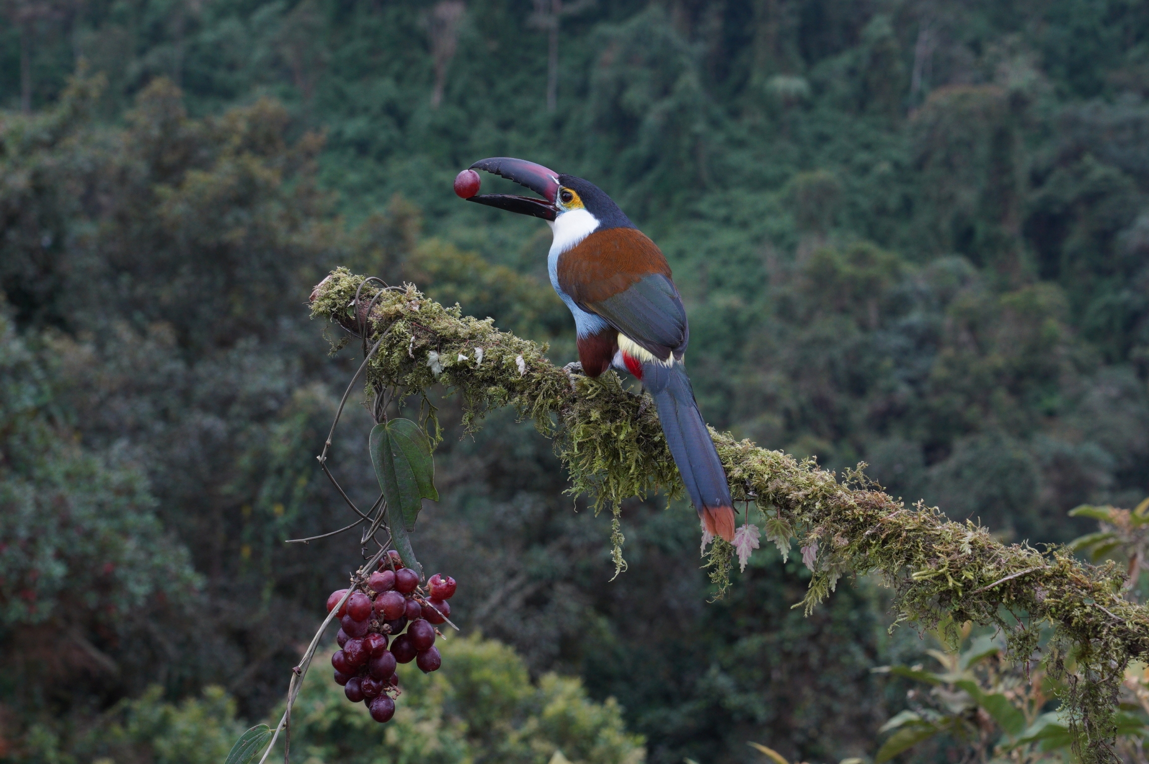 The Black Billed Mountain Toucan is one of the main attractions at El Color de Mis Reves, or the Color of My Dreams, a birdwatching lodge near Manizales, Colombia. The Black Billed Mountain Toucan is one of the main attractions at El Color de Mis Reves, or the Color of My Dreams, a birdwatching lodge near Manizales, Colombia.