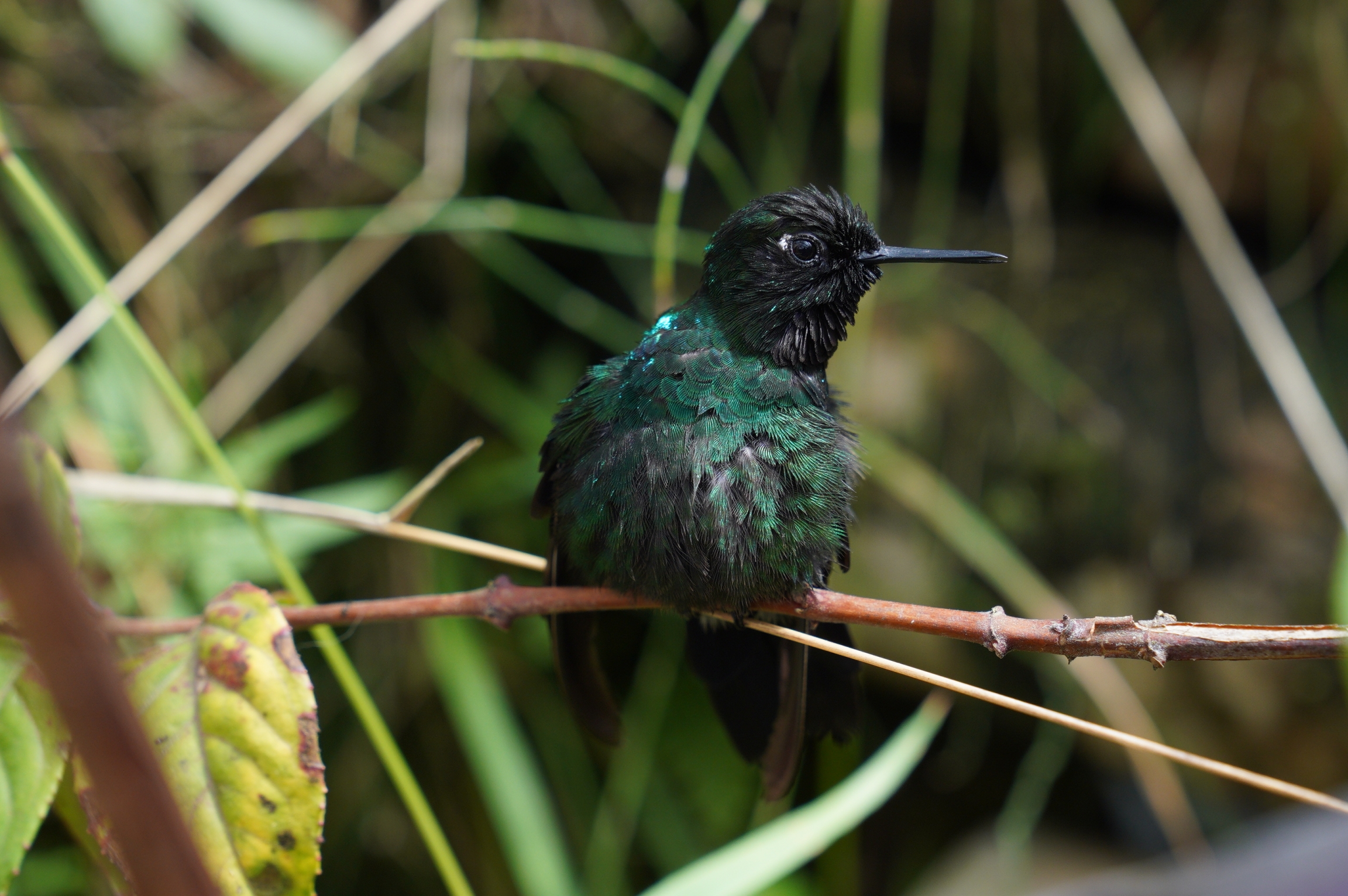 More than 1900 bird species have been spotted in Colombia, more than in any other country. More than 1900 bird species have been spotted in Colombia, more than in any other country.