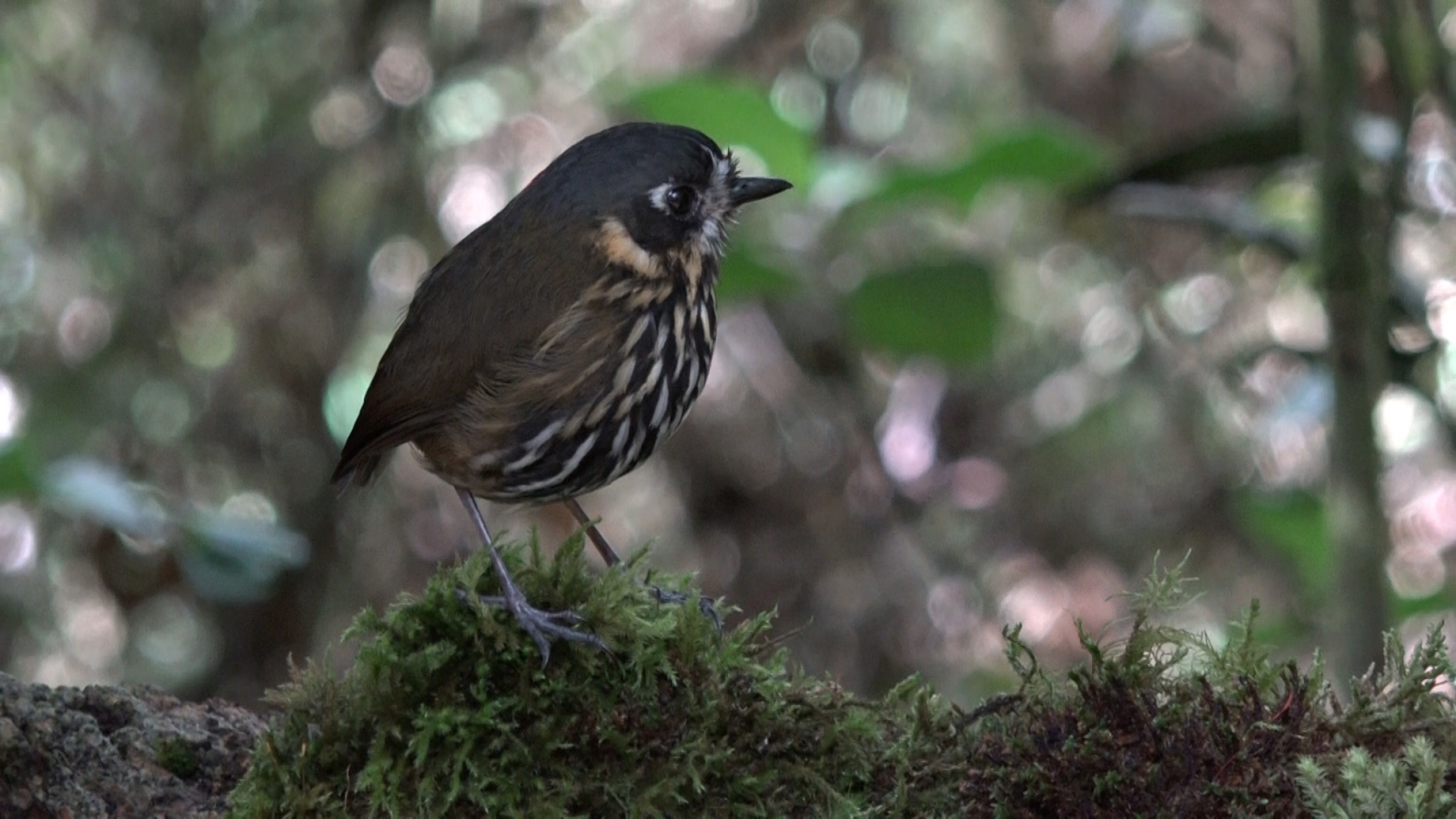 A crescent-faced antpitta at Hacienda El Bosque in Colombia. The bird dwells on the forest floor and is extremely hard to spot. Hacienda El Bosque is one of the only places where it can be seen on a regular basis. A crescent-faced antpitta at Hacienda El Bosque in Colombia. The bird dwells on the forest floor and is extremely hard to spot. Hacienda El Bosque is one of the only places where it can be seen on a regular basis.