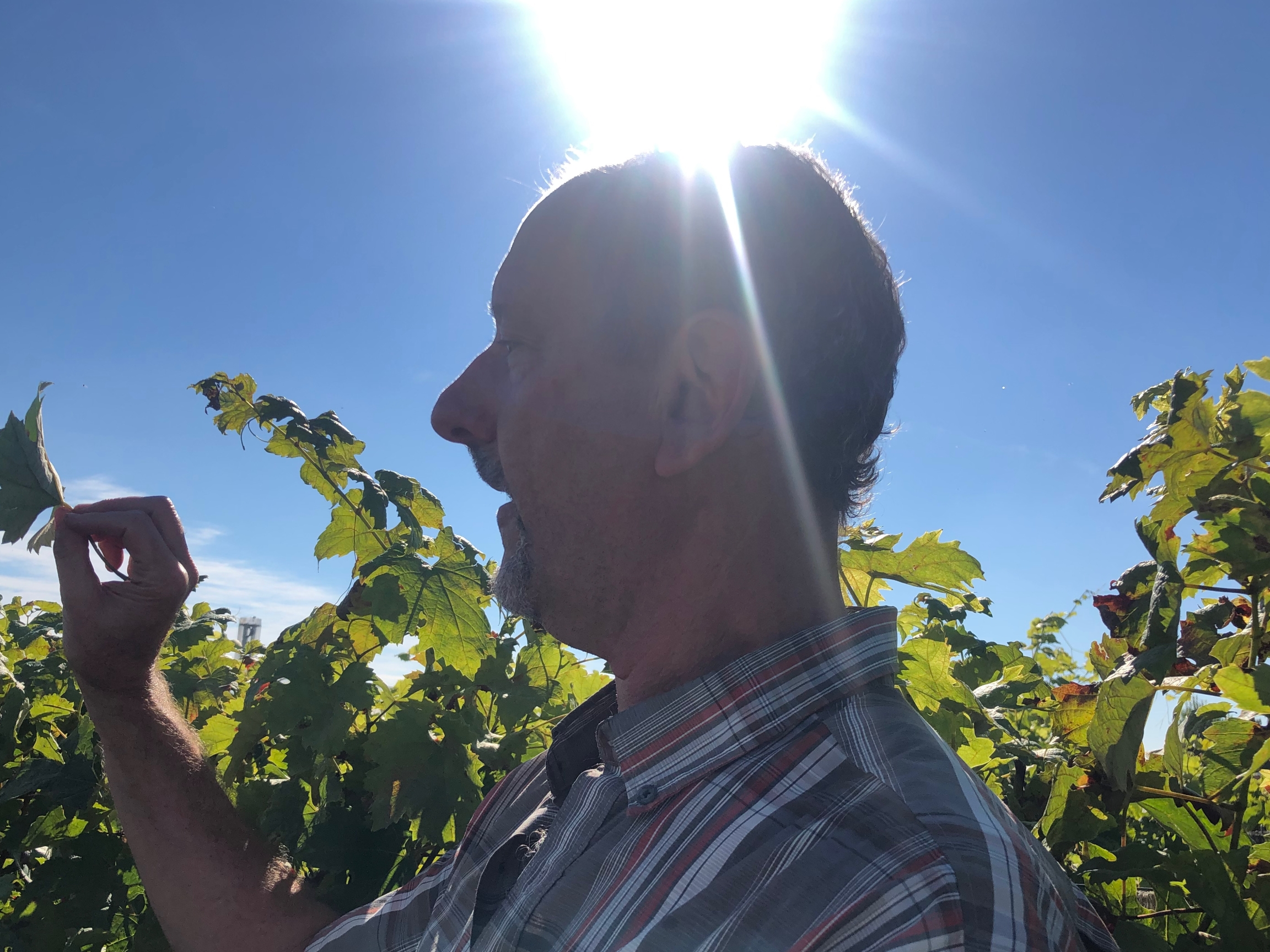 Mark Gowdy showed students some of the more than 50 grape varieties he’s been studying at the Institute of Sciences for Vine and Wines. The winegrower near Bordeaux, France, Gowdy, moved here from California. Mark Gowdy showed students some of the more than 50 grape varieties he’s been studying at the Institute of Sciences for Vine and Wines. The winegrower near Bordeaux, France, Gowdy, moved here from California.