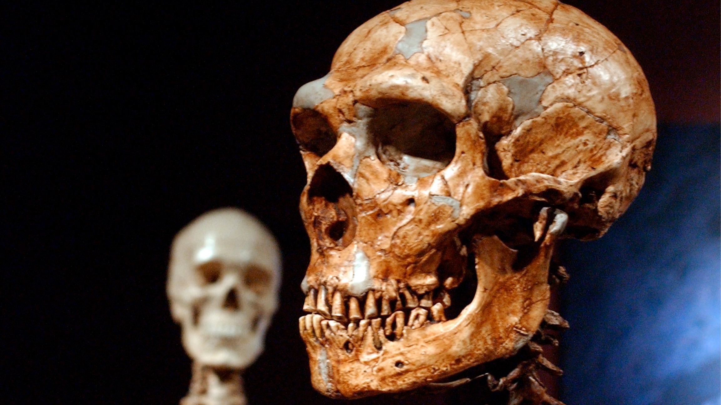 A reconstructed Neanderthal skeleton, right, and a modern human skeleton on display at the Museum of Natural History in New York A reconstructed Neanderthal skeleton, right, and a modern human skeleton on display at the Museum of Natural History in New York