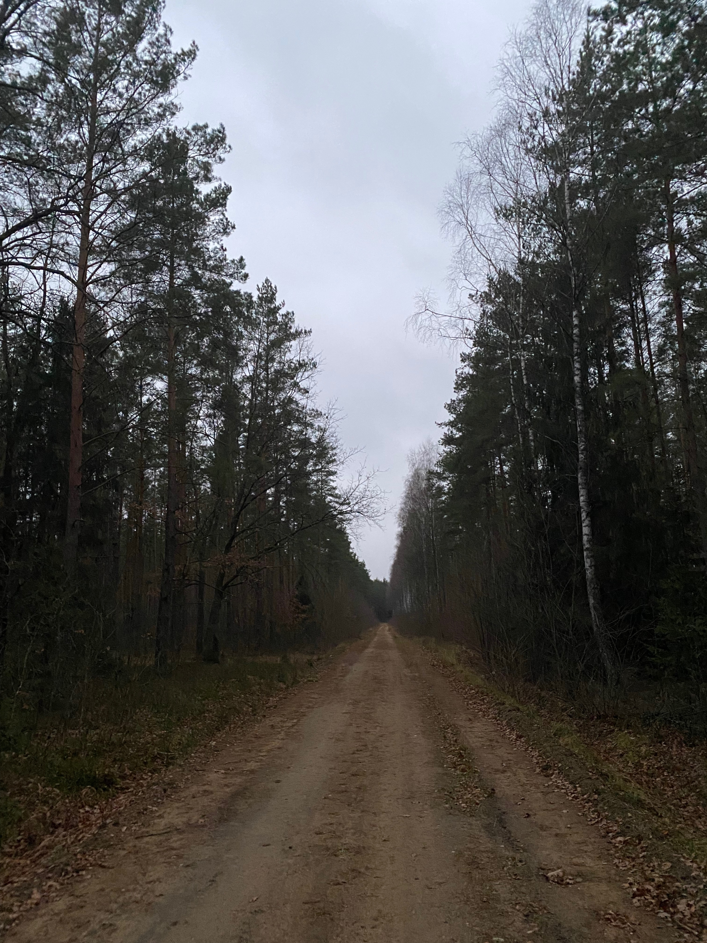The Bialowieza Forest is Europe's largest, forming part of a gigantic primeval forest that stretched across Europe The Bialowieza Forest is Europe's largest, forming part of a gigantic primeval forest that stretched across Europe