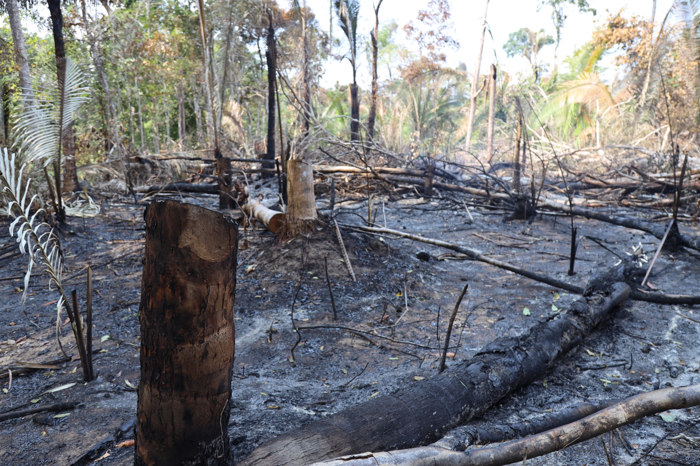 Destroyed trees in the Amazonian state of Rondônia.