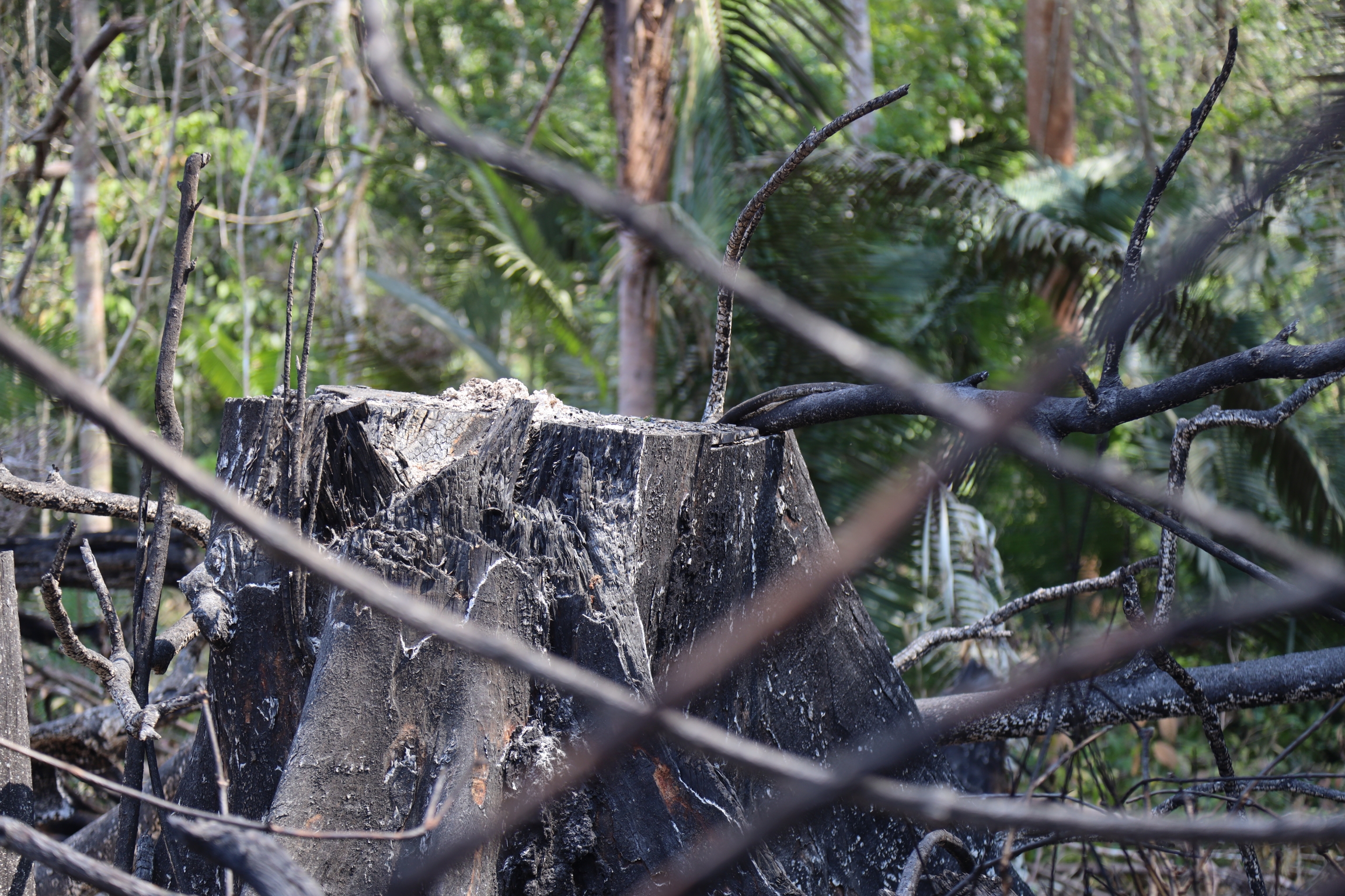 A tree stump on Indigenous land in the Amazonian state of Rondônia.