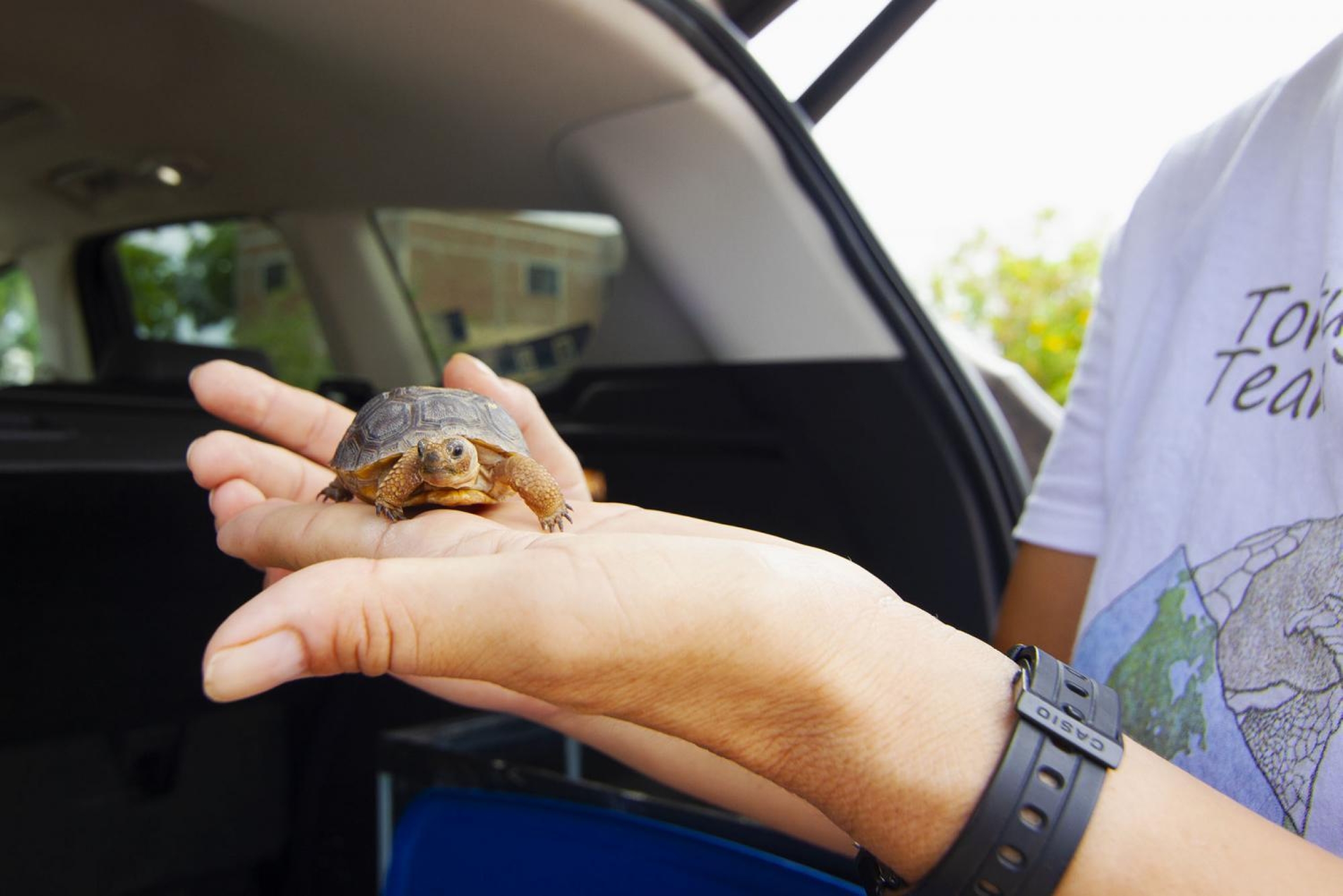 Elsa Coria Galindo holds up a tiny desert tortoise CRRIFS is caring for after its shell was painted.
