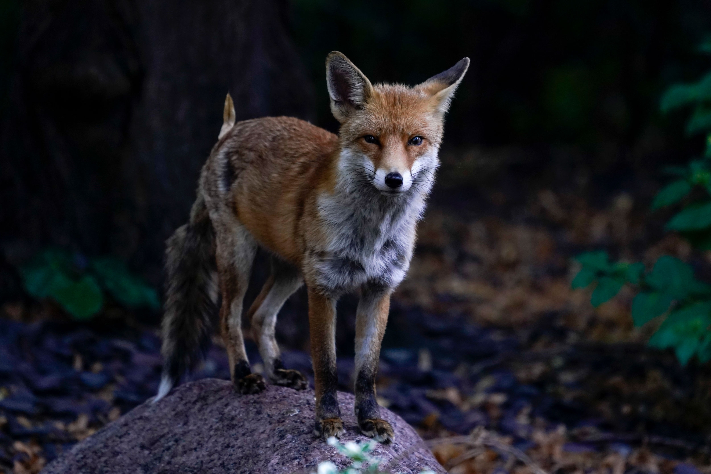 A fox stands outside Southwark Crown Court in London, Wednesday, July 26, 2023. 