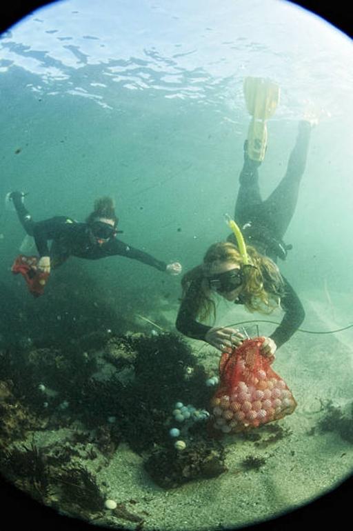 two women in scuba suits collect golfballs