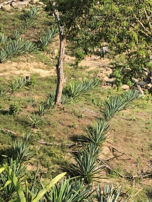 agave plantation