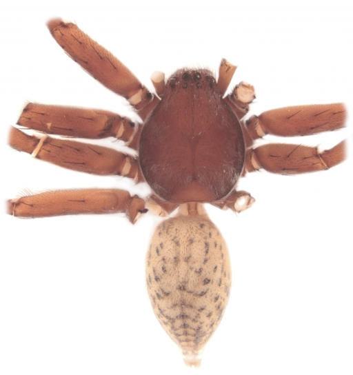 Male specimen of a new spider named after Klaus Meine a brown spider is shown over a white background