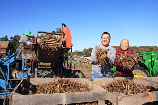 Will Hsu, left, harvests ginseng with his father Paul on their farm in Marathon County, Wisconsin. Will Hsu, left, harvests ginseng with his father Paul on their farm in Marathon County, Wisconsin.