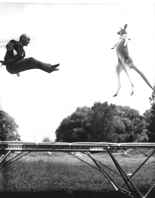 One of George Nissen’s publicity stunts — jumping on a trampoline with a kangaroo. One of George Nissen’s publicity stunts — jumping on a trampoline with a kangaroo.