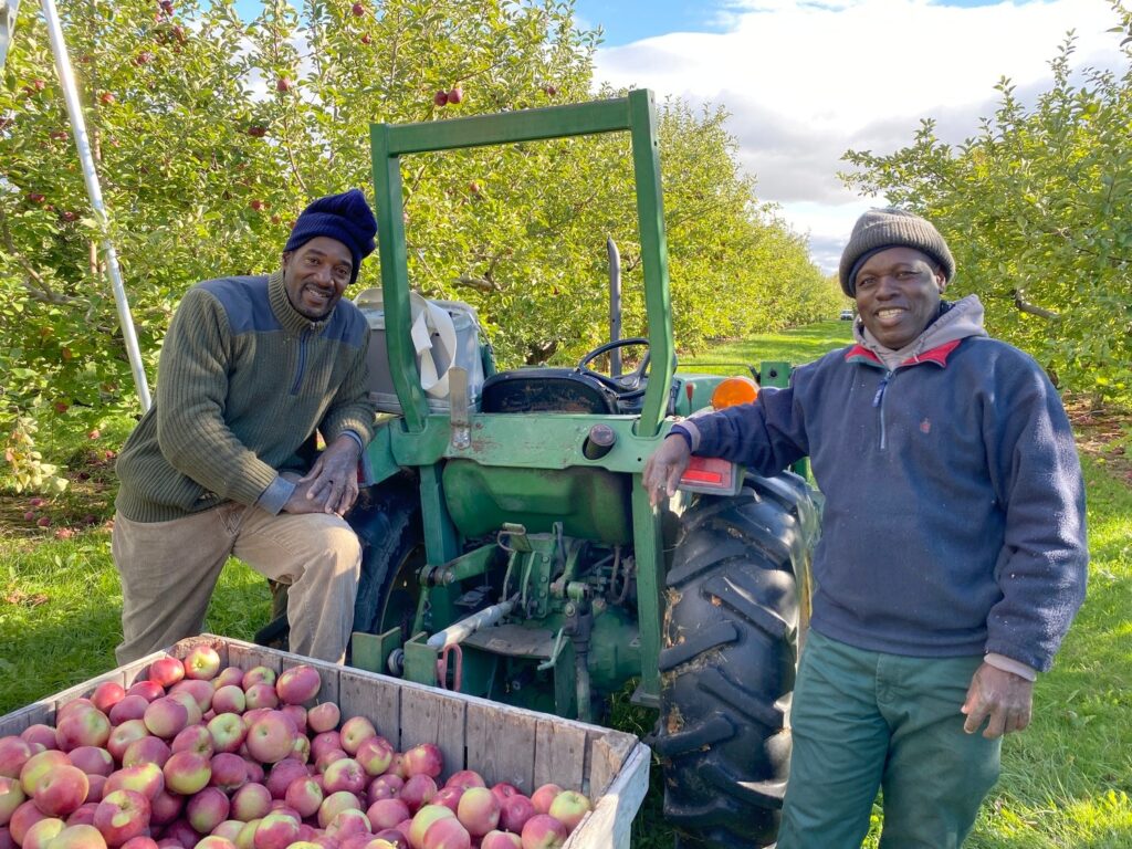 Meet the Jamaicans who harvest the Champlain Valleyâ€™s apples