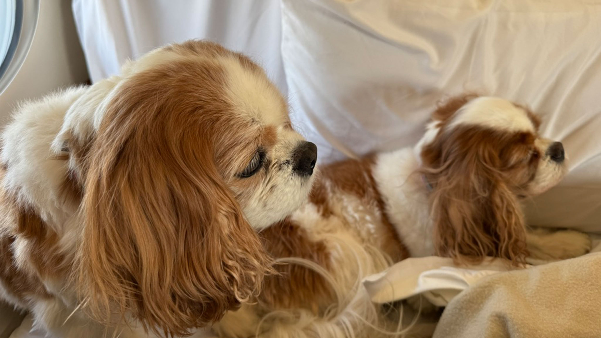 Specialty jets allow people with pets to ditch the cargo hold and travel in style