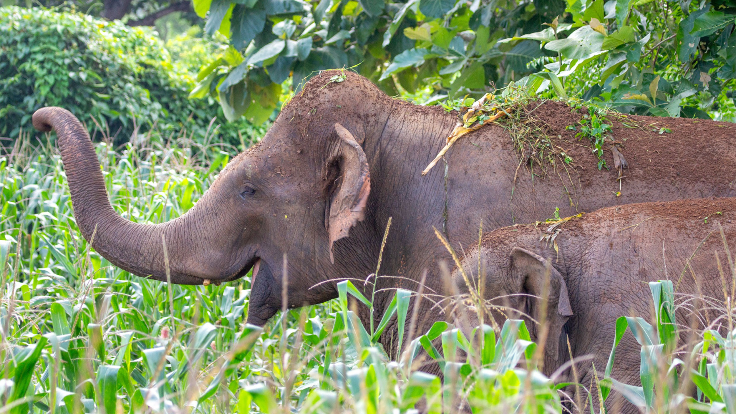 Communities in southern India search for solutions for growing encounters ...