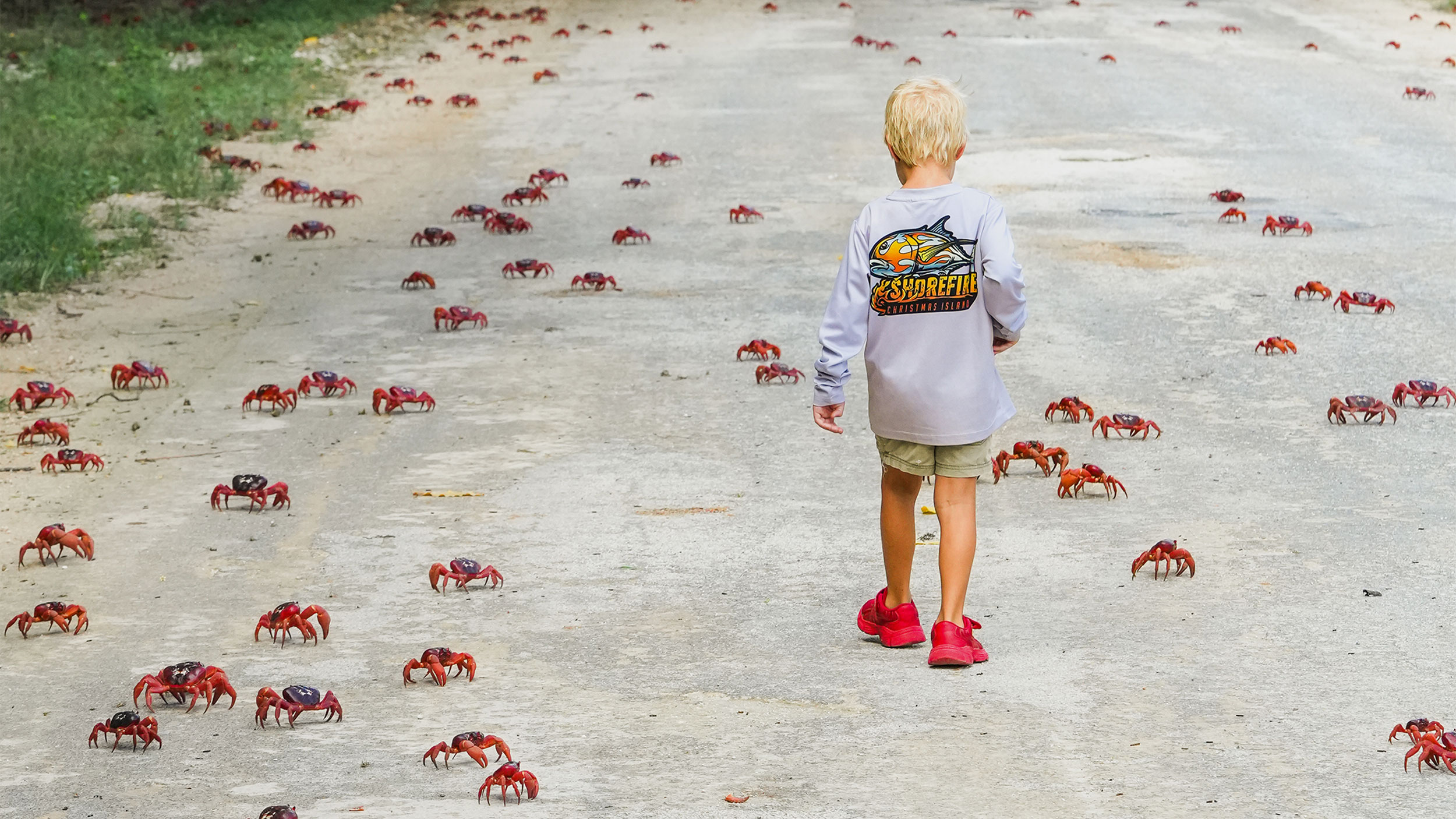 People use garden tools to protect millions of migrating red crabs on Christmas Island