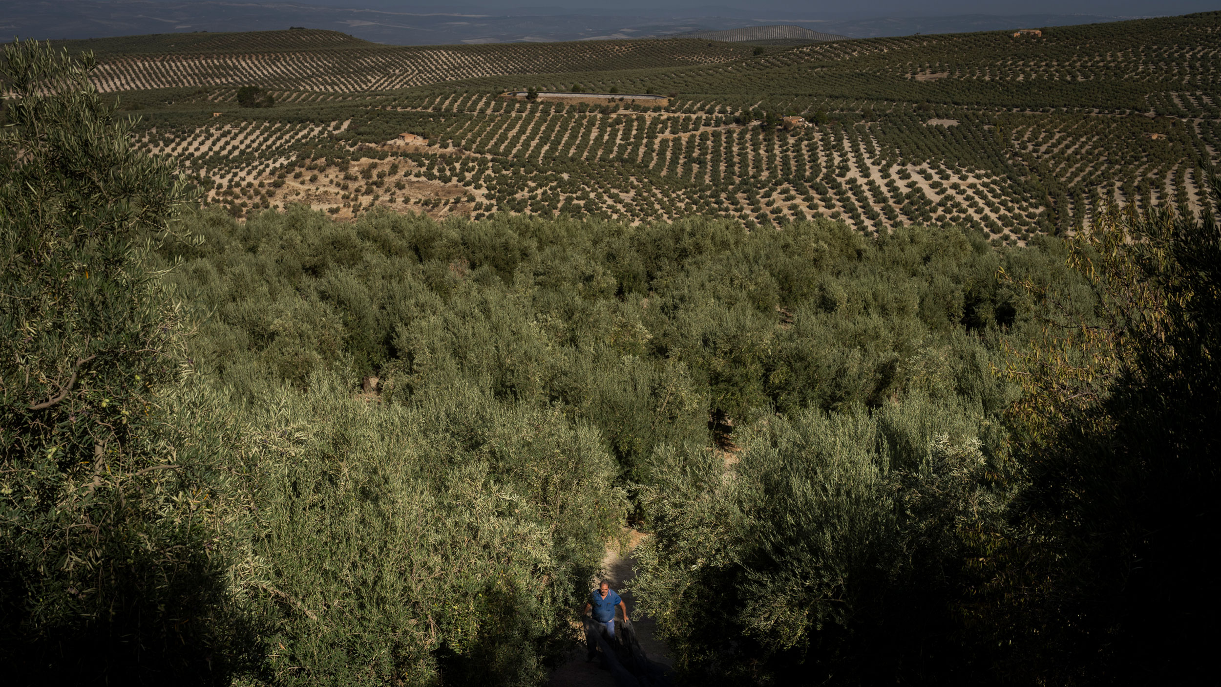 Spain debates using the sun for olive harvests or solar park projects
